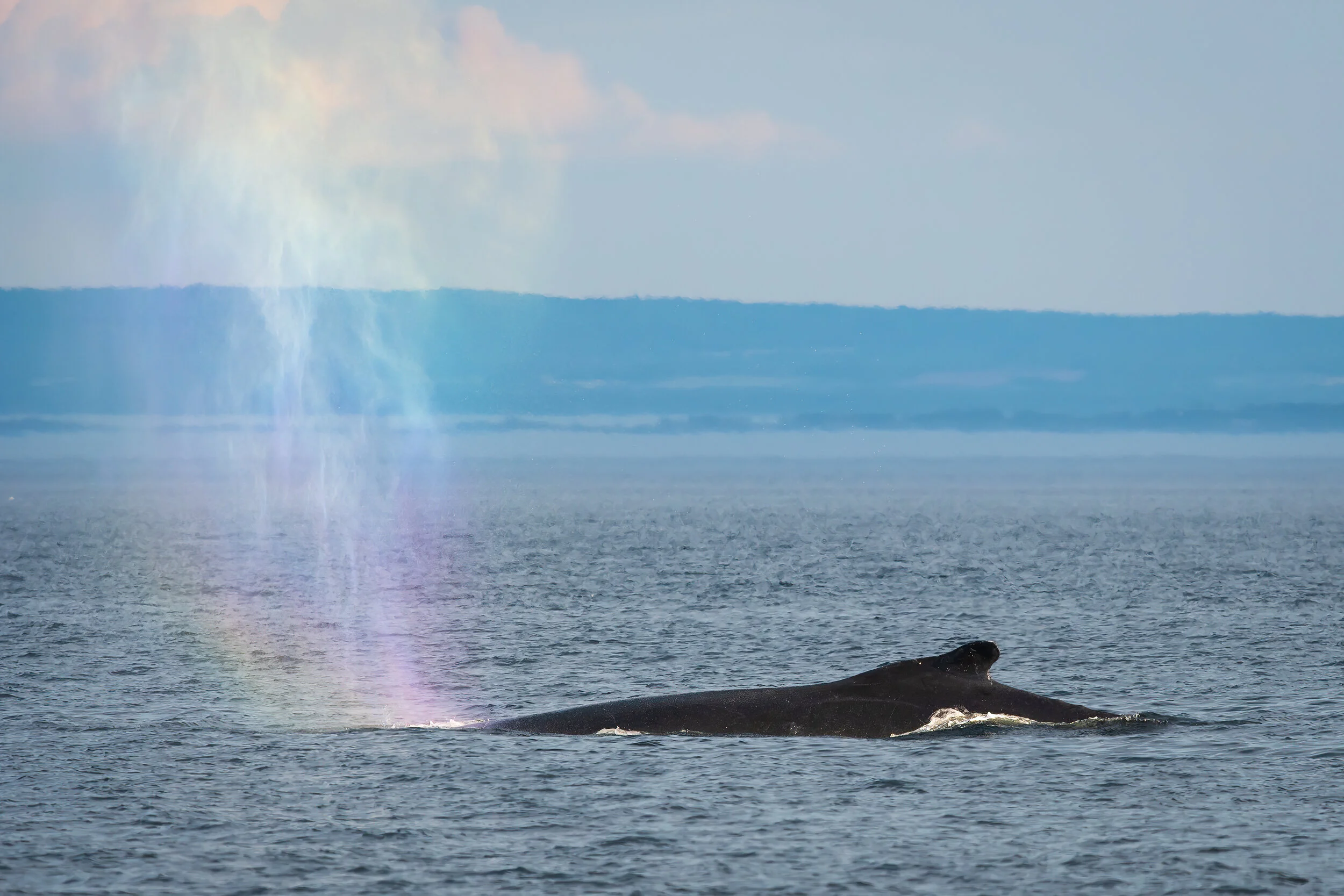 Souffle baleine à bosse arc-en-ciel tadoussac fleuve saint-laurent