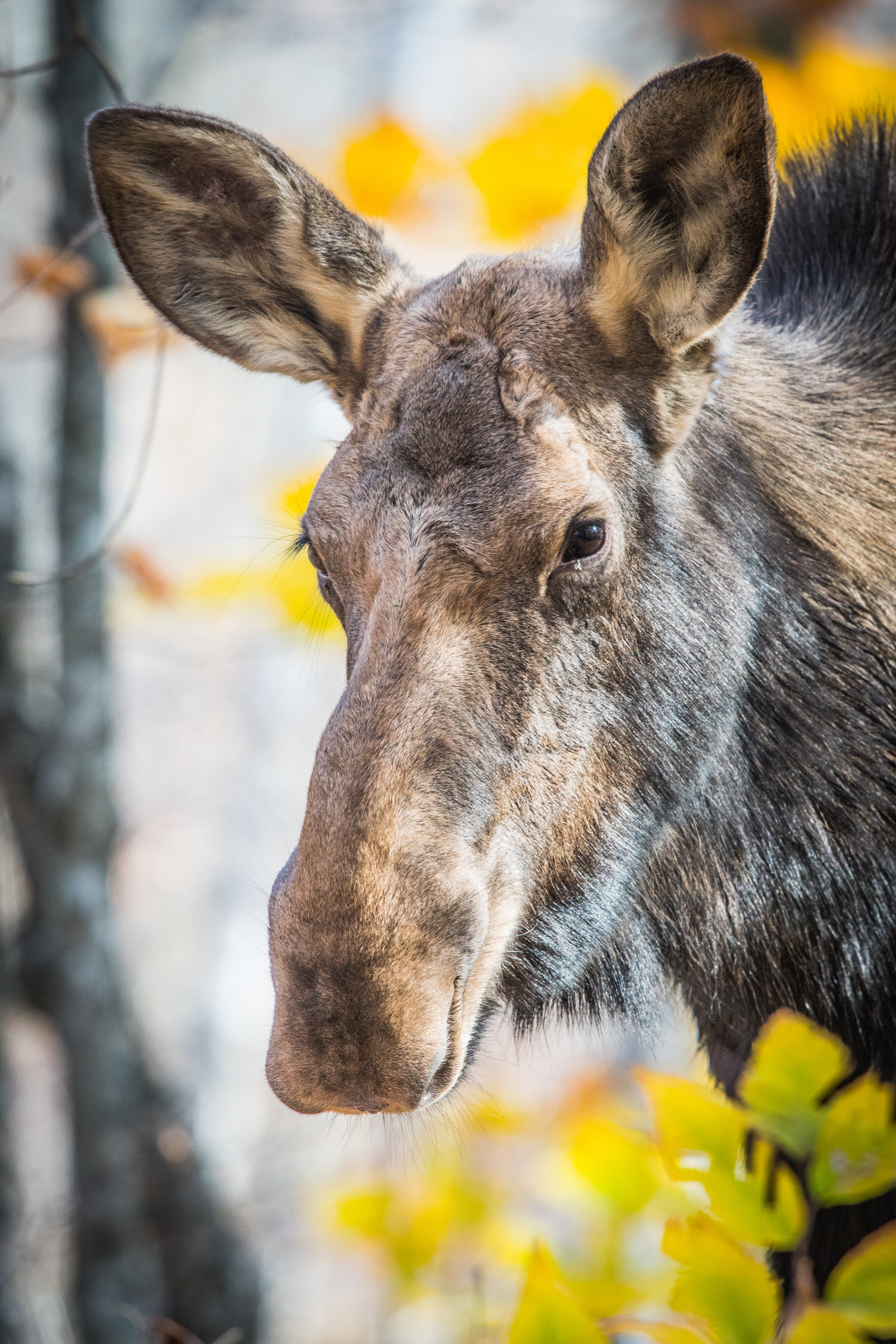 jeune-orignal-automne-vers-méninges