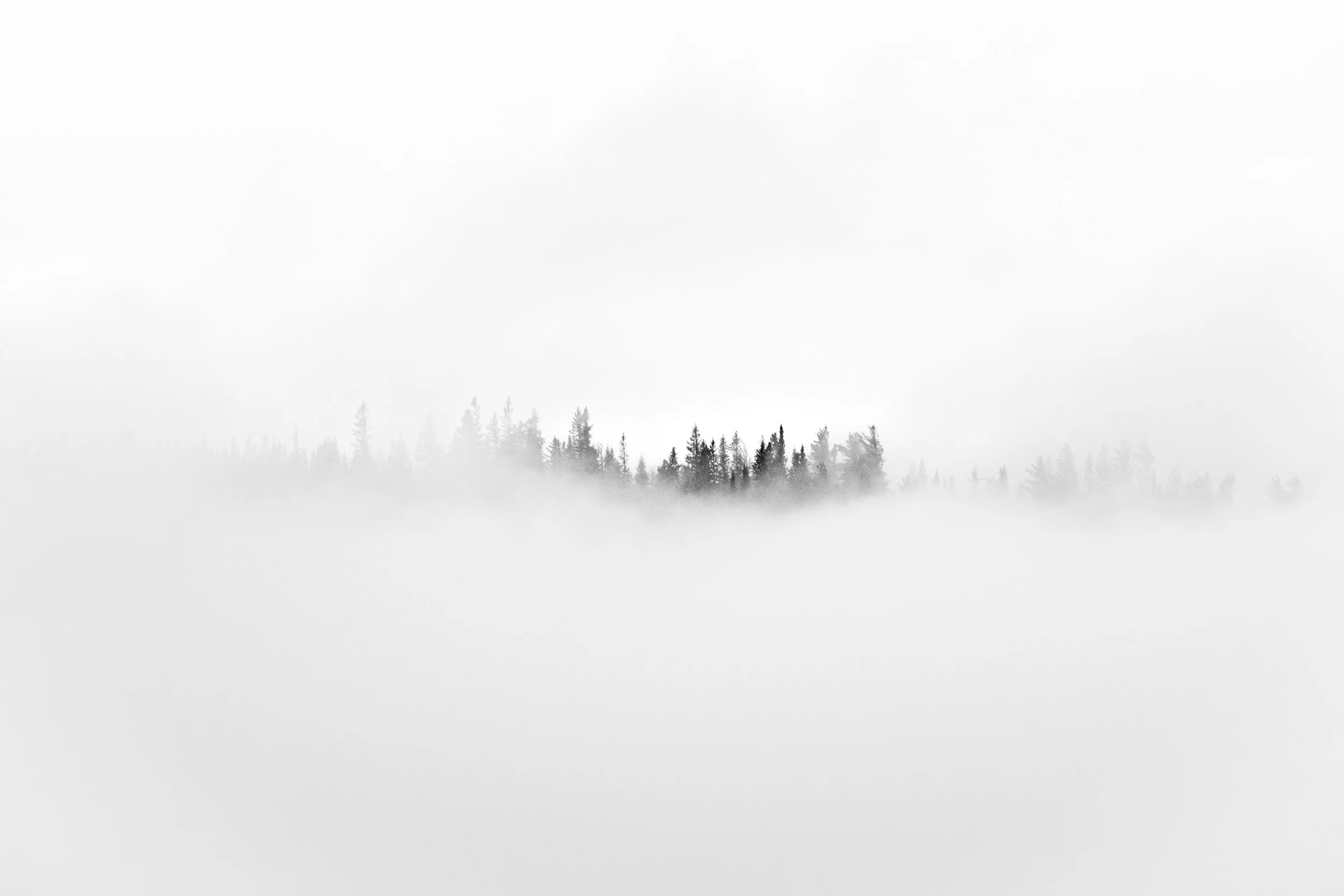 brume arbres 