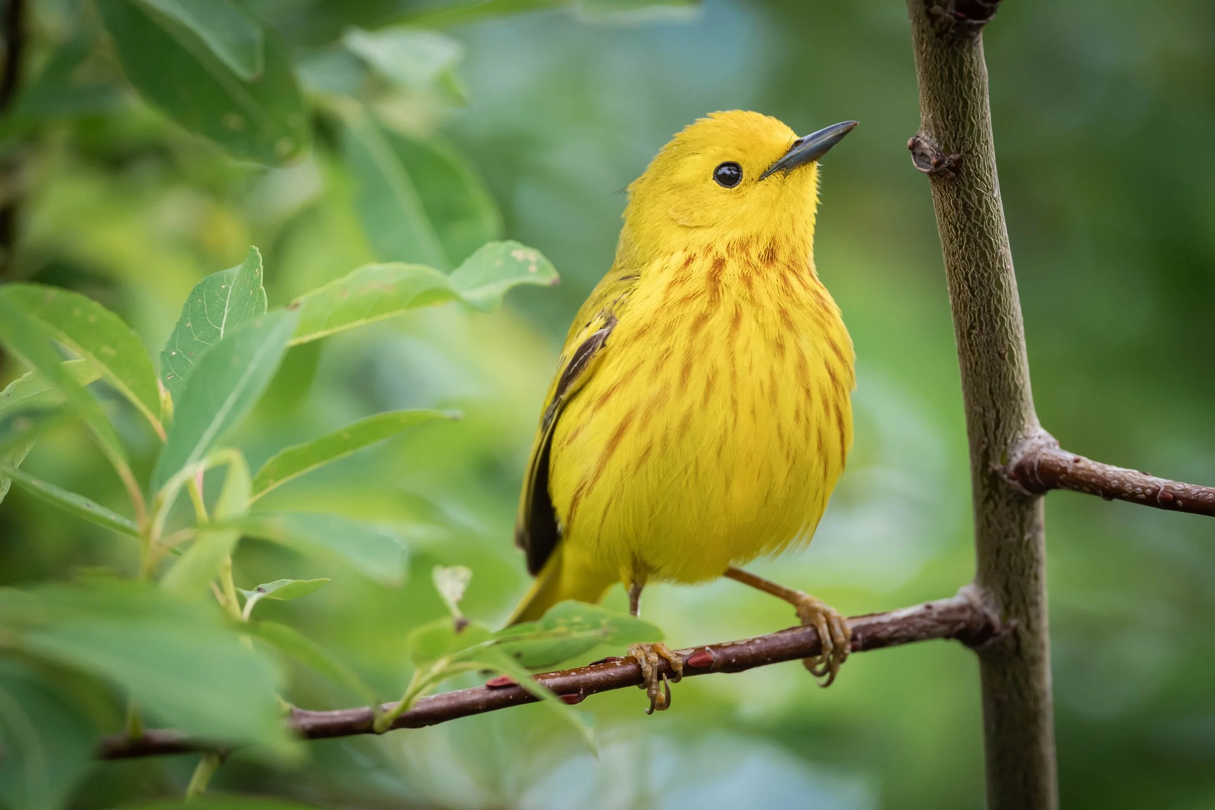 Paruline jaune