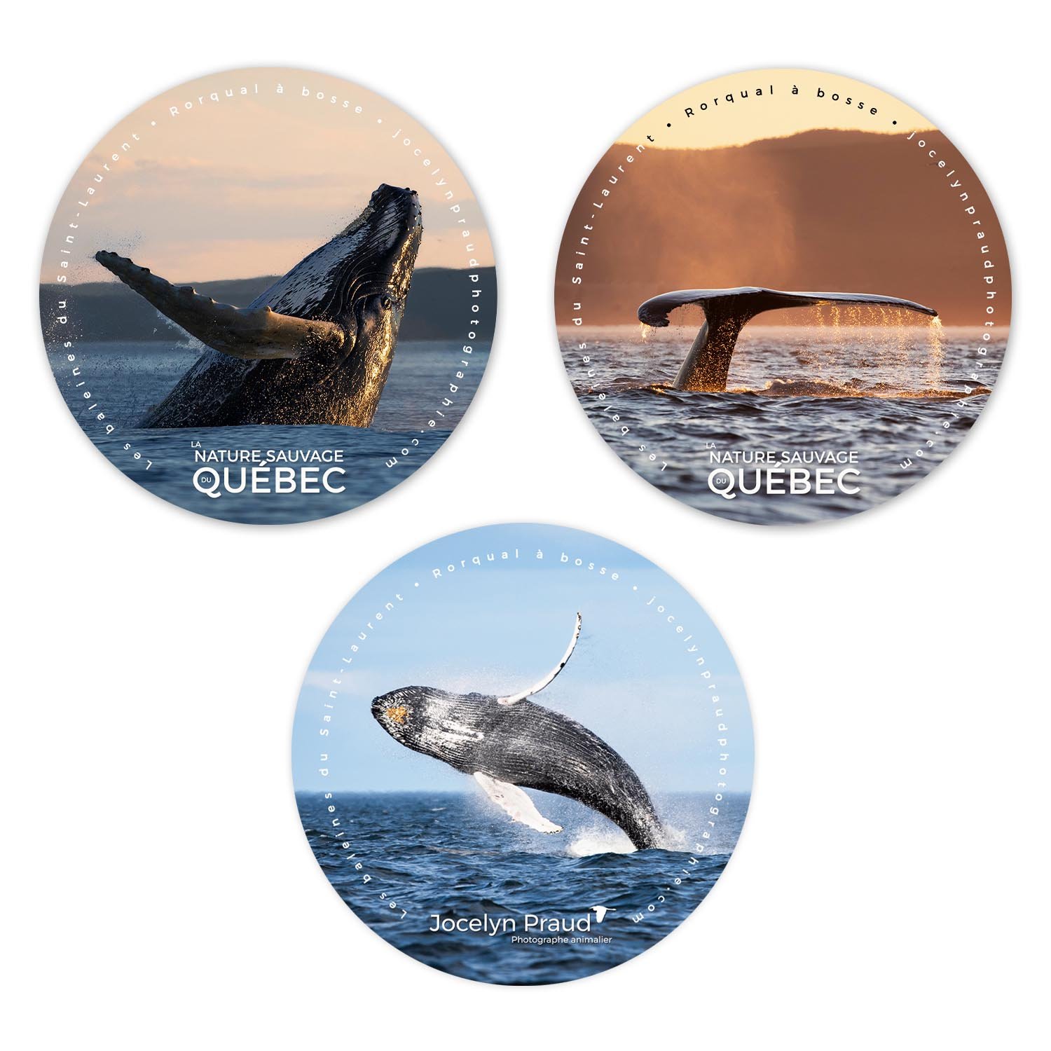 Collant_collection_Baleines_site_v2.jpg