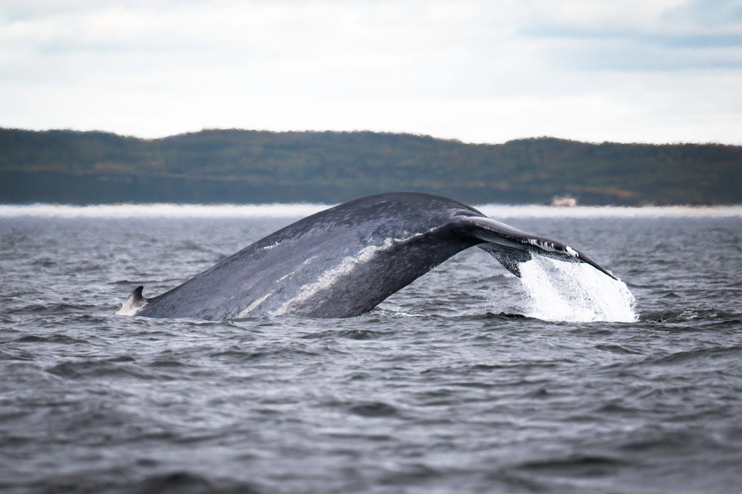 Observer les baleines bleues au Québec : mon expérience incroyable de l’été 2025