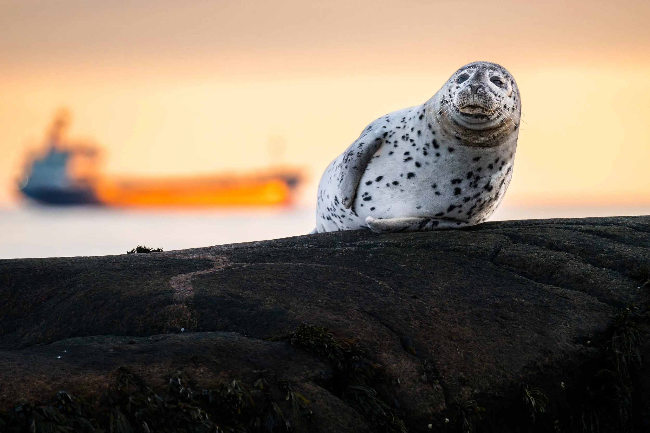 Mes meilleures photos de nature en 2025 sur la Côte-Nord du Québec