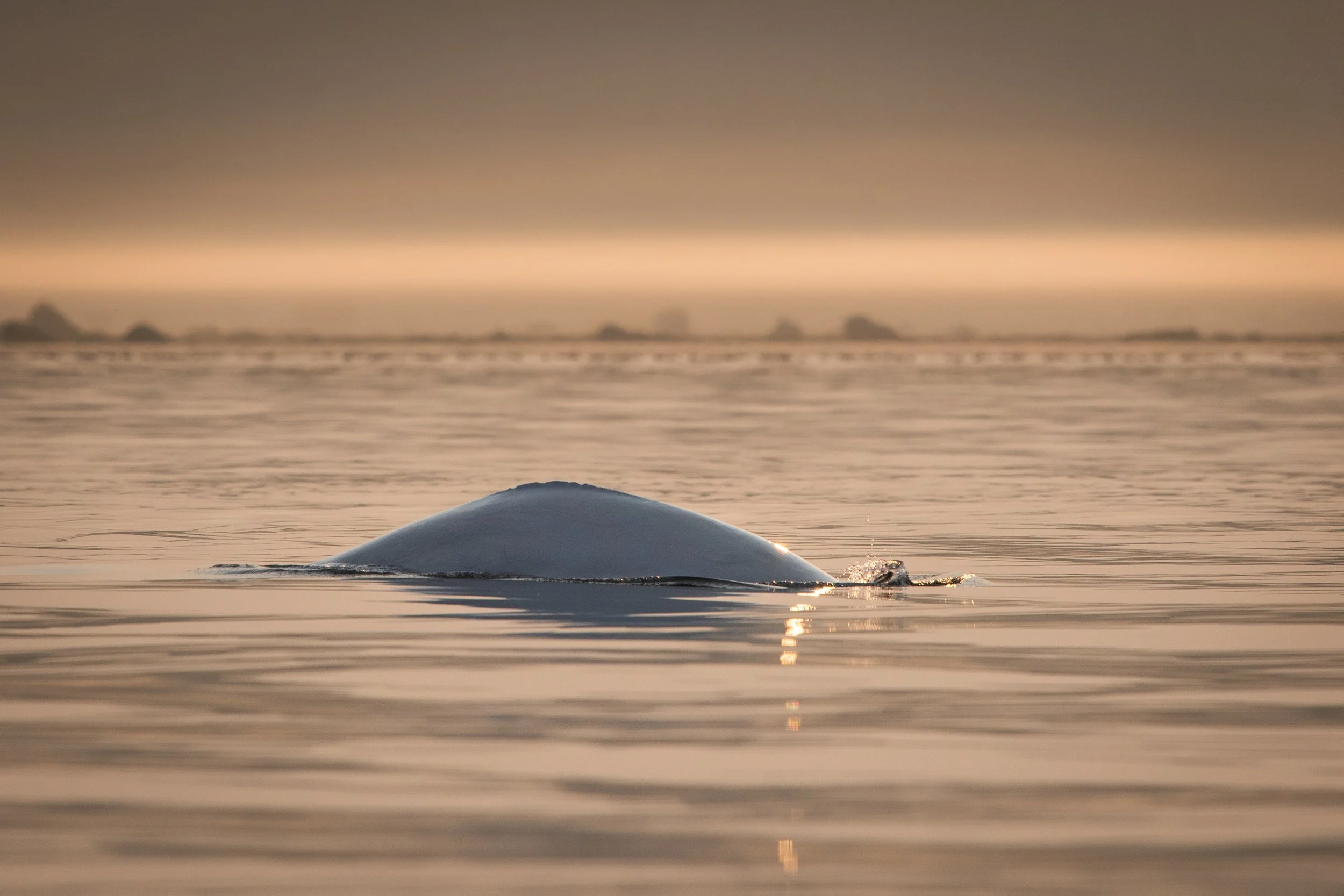 Un béluga du Saint-Laurent en surface au coucher du soleil dans l'estuaire du Saint-Laurent, au Québec.