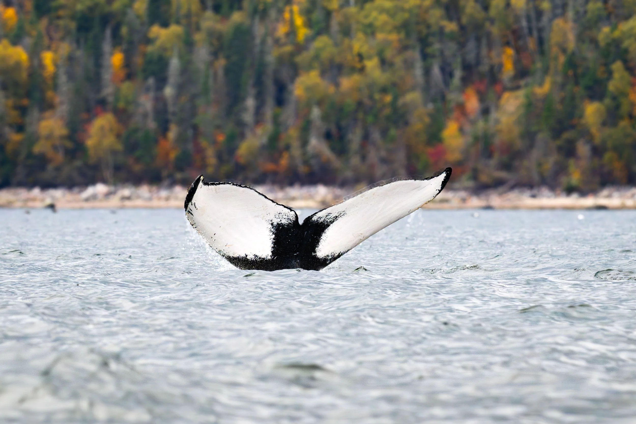_DSC3460-Avec accentuation-Bruit.jpg