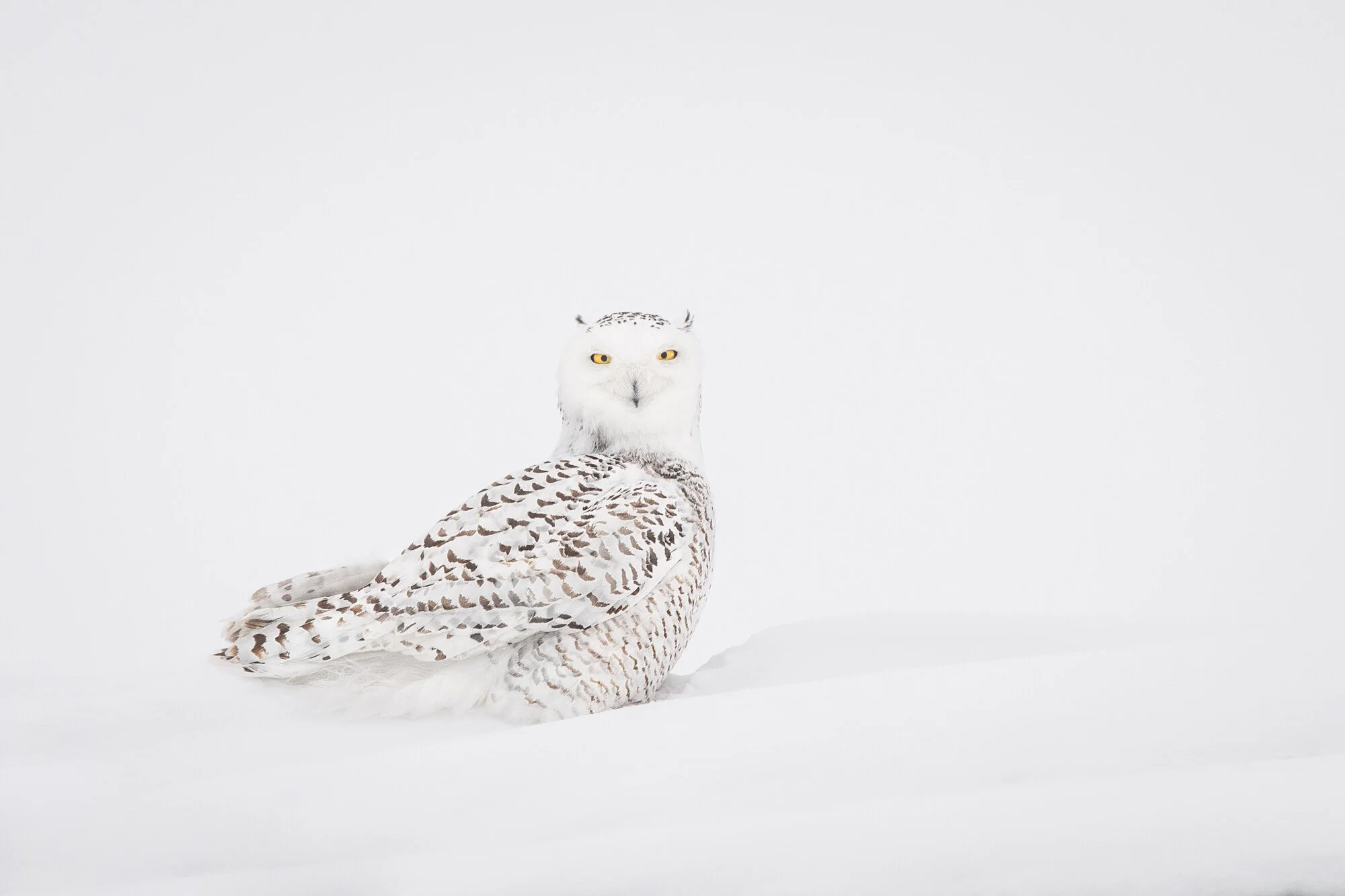 Harfang des neiges Bubo scandiacus snowy owl