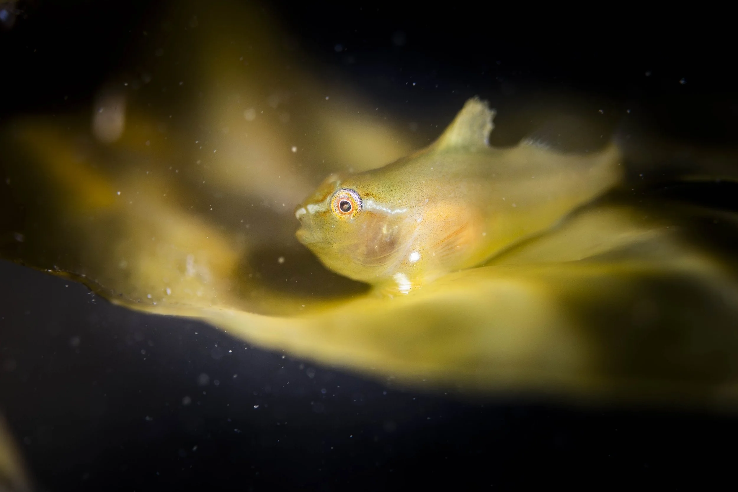 lumpfish grosse poule de mer péril juvénile