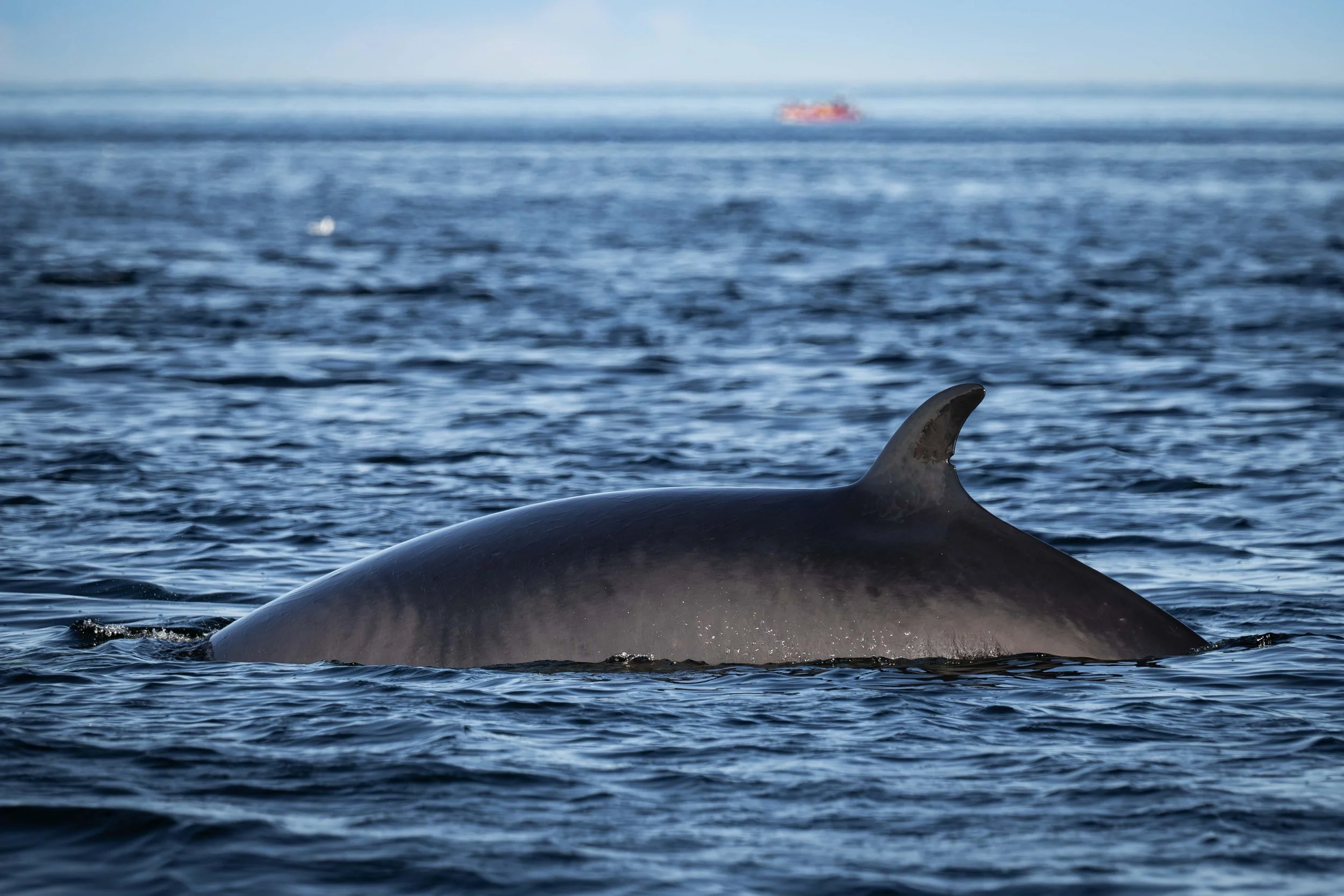 petit rorqual tadoussac 