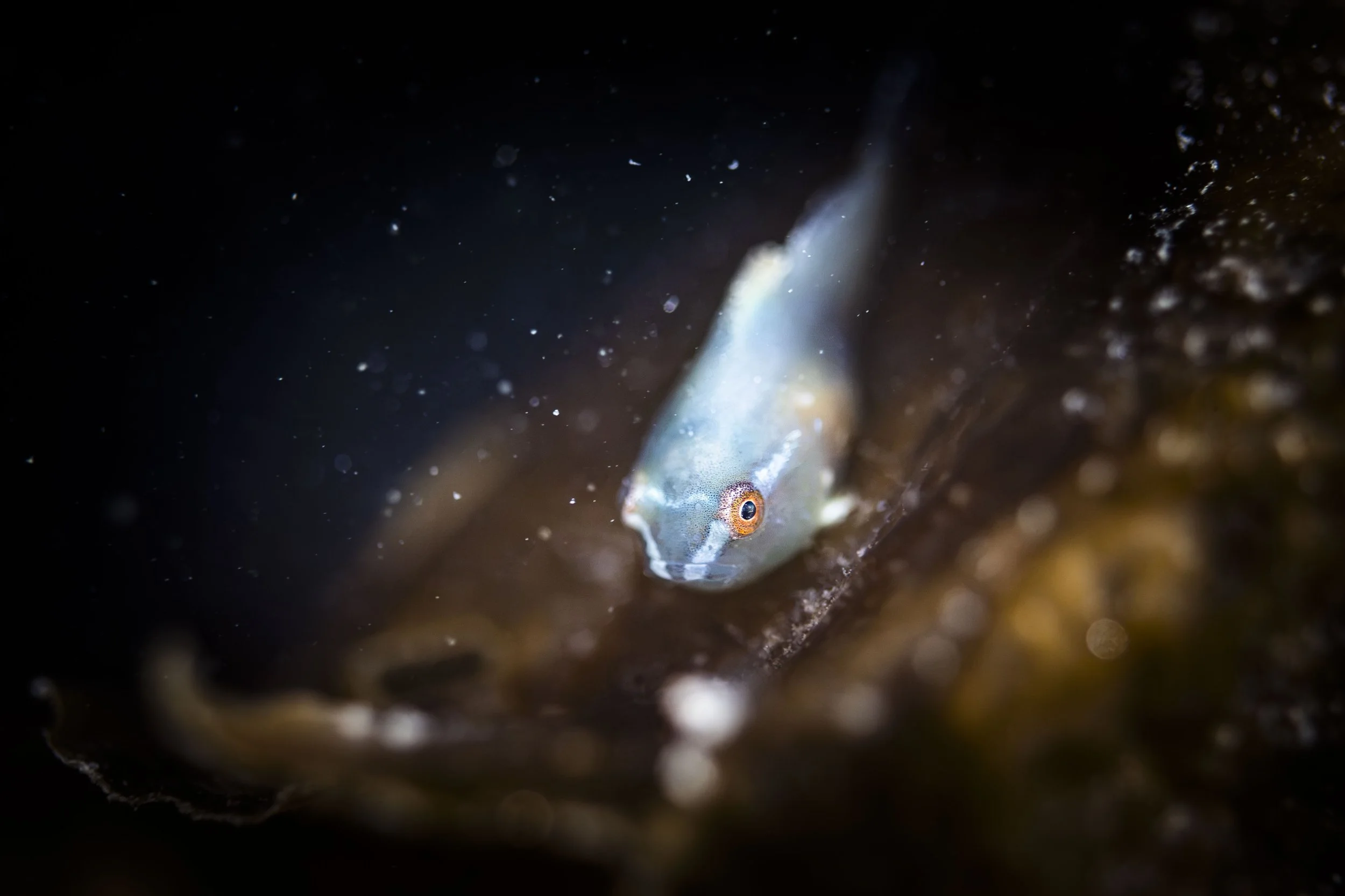 lumpfish grosse poule de mer péril juvénile