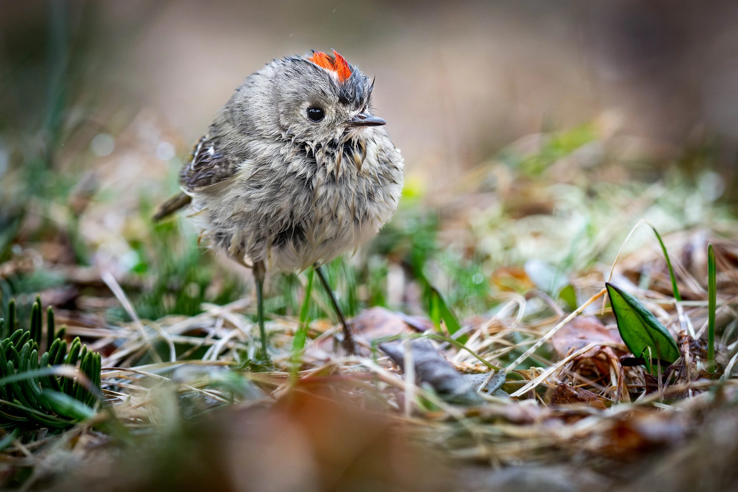 Roitelet à couronne rubis mâle sous la pluie au printemps