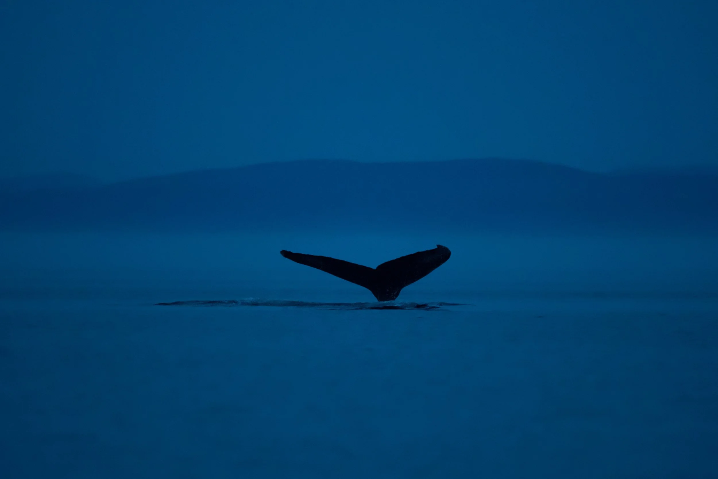 rorqual baleine à bosse bergeronnes nuit silhouette