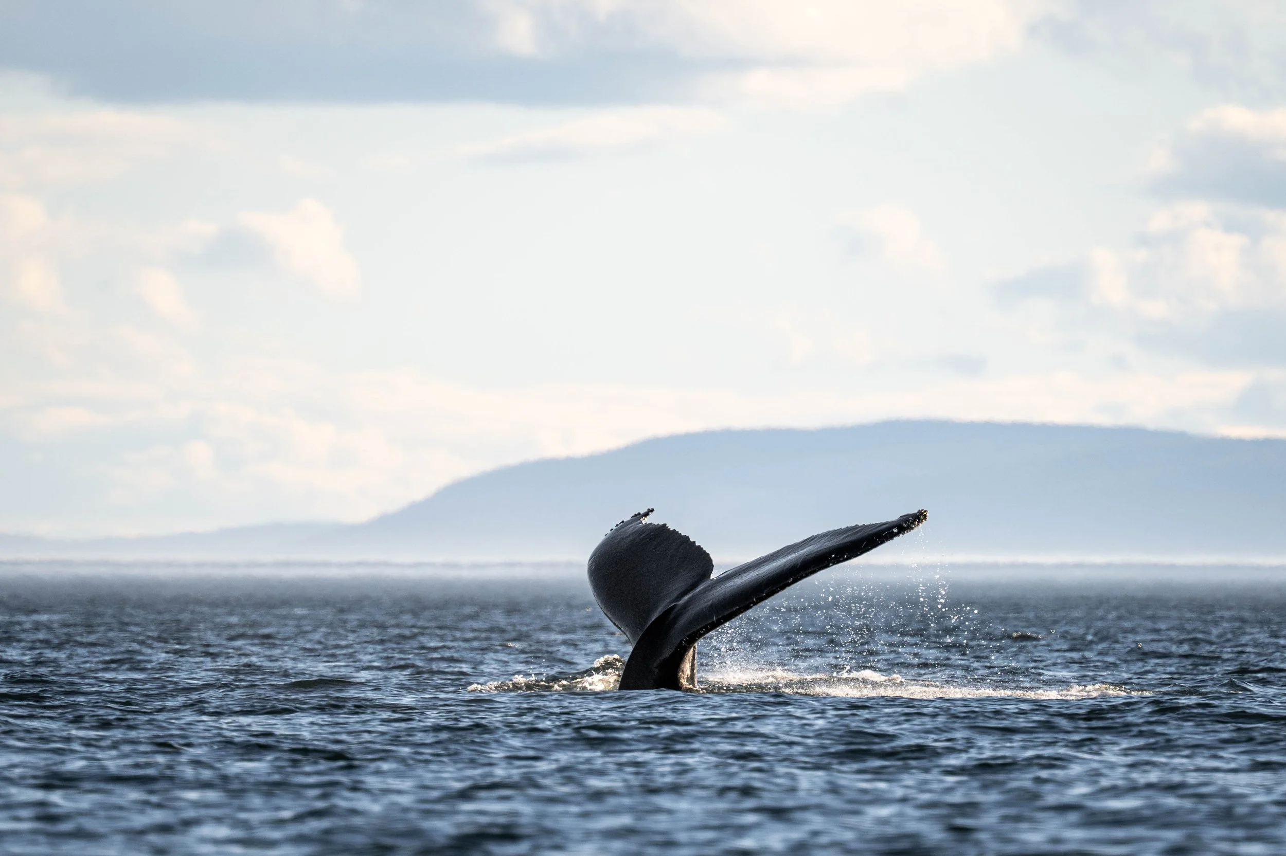 baleine à bosse rorqual tadoussac escoumins québec