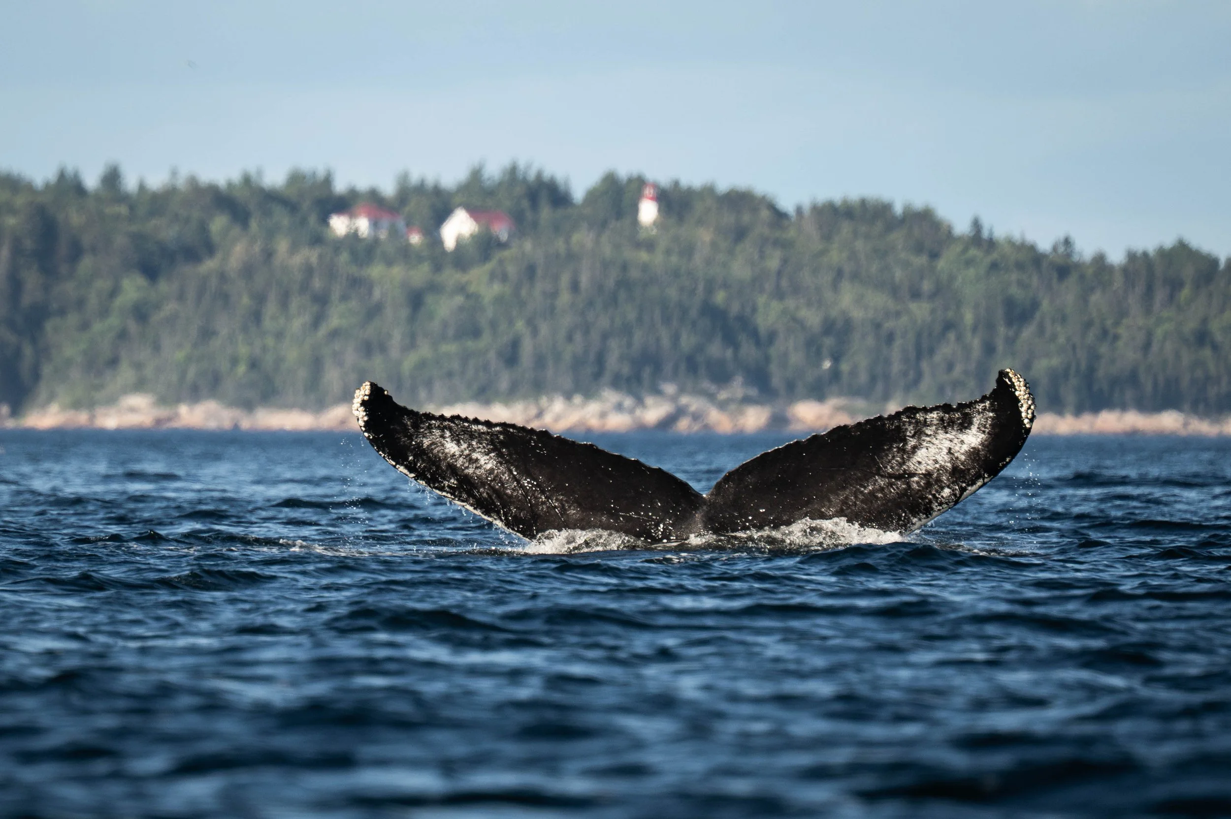 baleine à bosse rorqual tadoussac escoumins québec