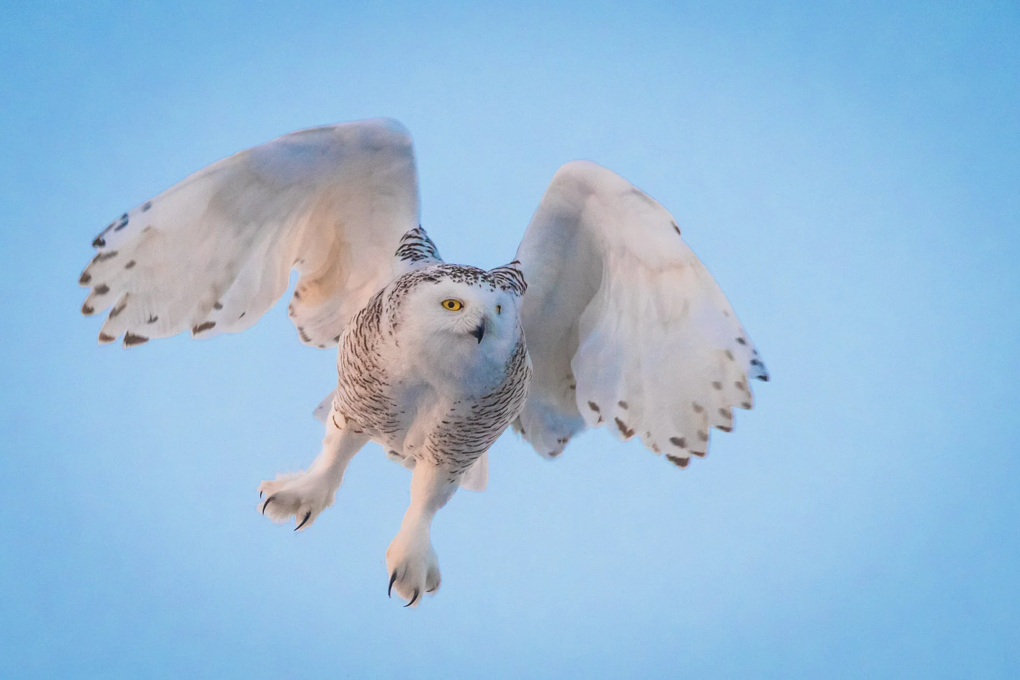 Harfang des neiges Bubo scandiacus snowy owl