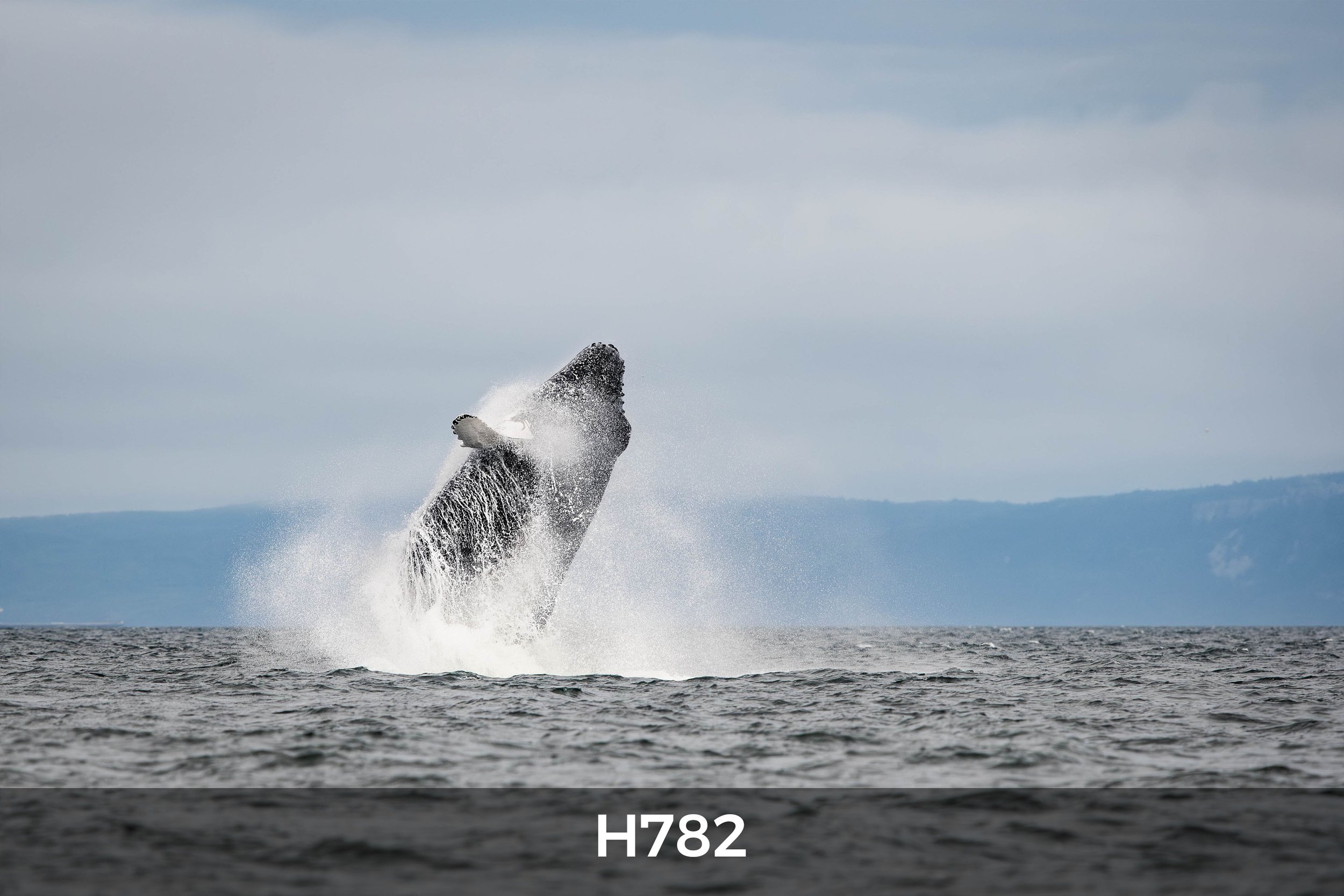 rorqual Baleine à bosse fleuve saint-laurent tadoussac escoumins catalogue h782