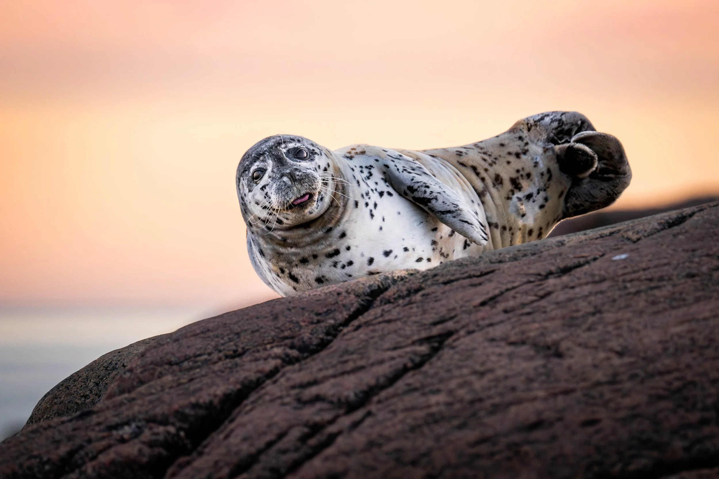 Phoque commun fait une grimace sur la cote-nord du quebec