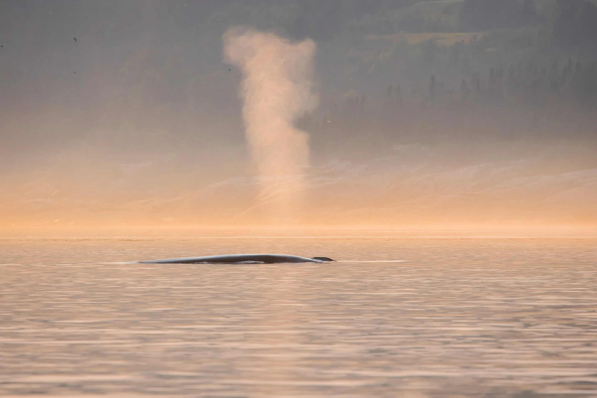 rorqual commun souffle saint laurent parc marin fleuve