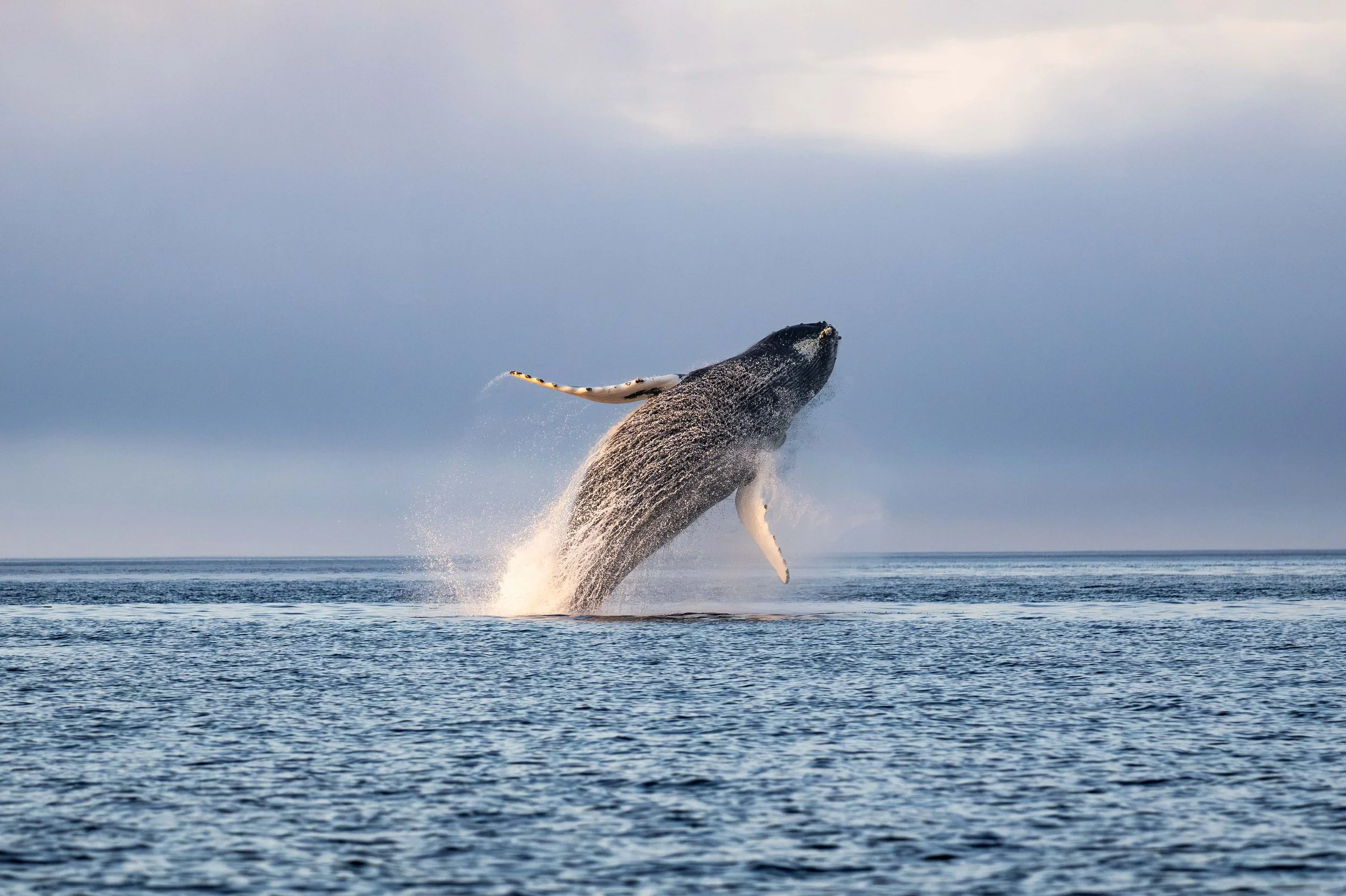 baleine à bosse tadoussac 