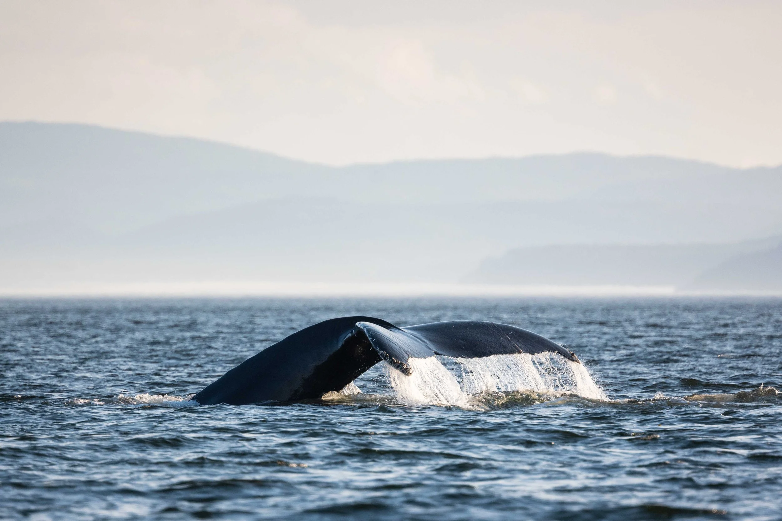 baleine à bosse rorqual tadoussac escoumins québec 
