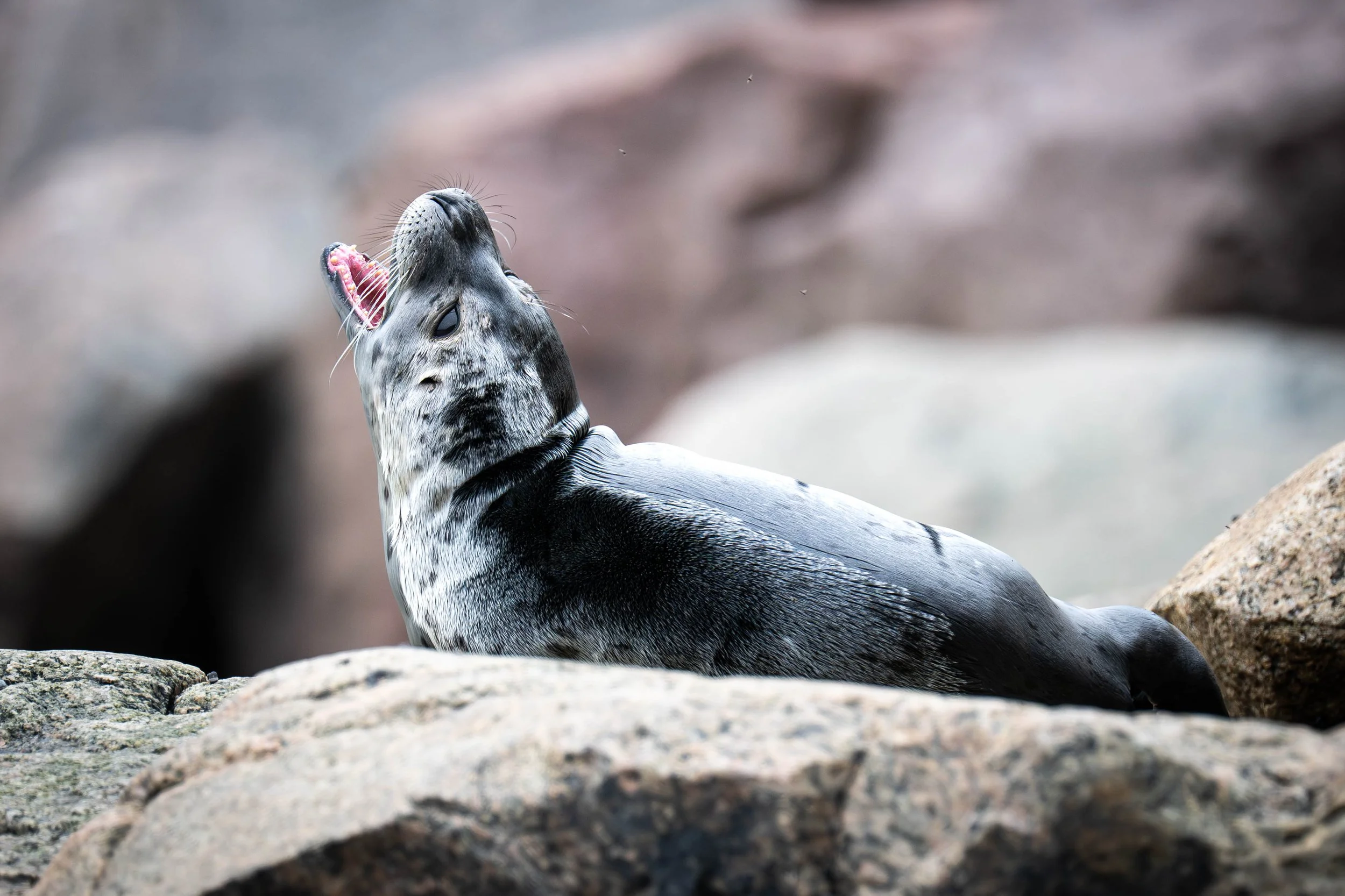 phoque commun québec saint-laurent escoumins tadoussac