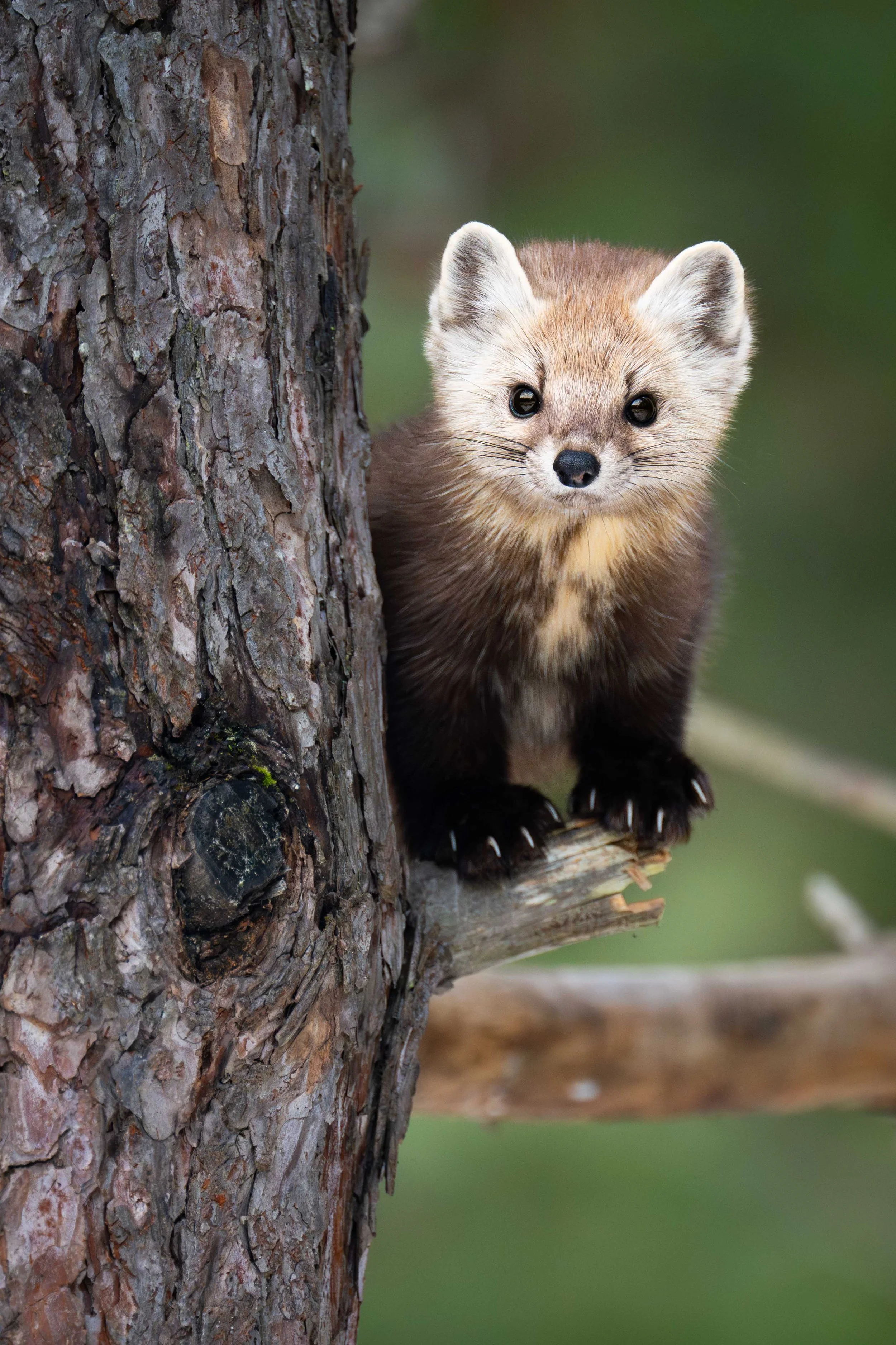 _DSC5976-Avec accentuation-Bruit.jpg