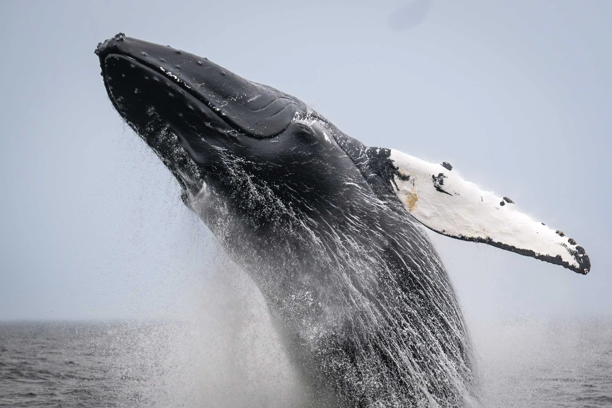 _DSC4610-Avec accentuation-Bruit-2.jpg