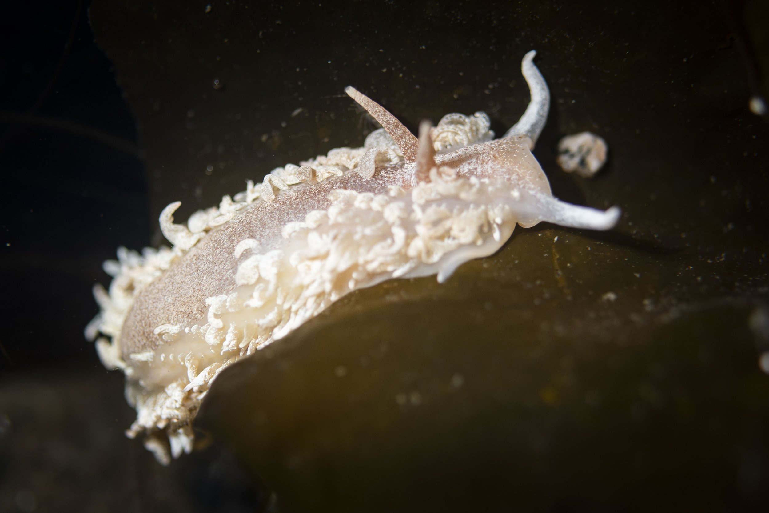 nudibranche à crinière saint-laurent fleuve