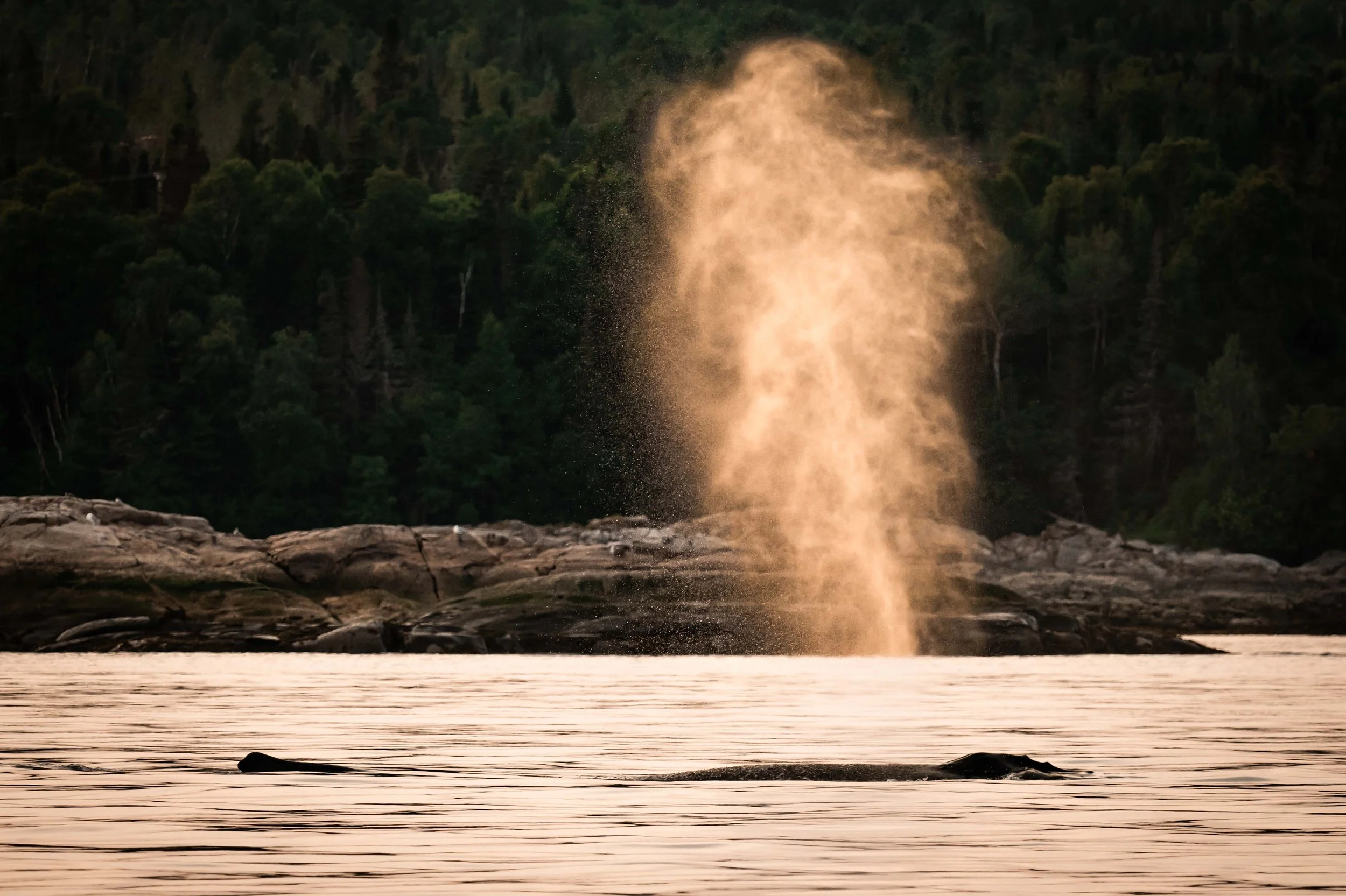 souffle de baleine a bosse dans le coucher de soleil aux escoumins quebec