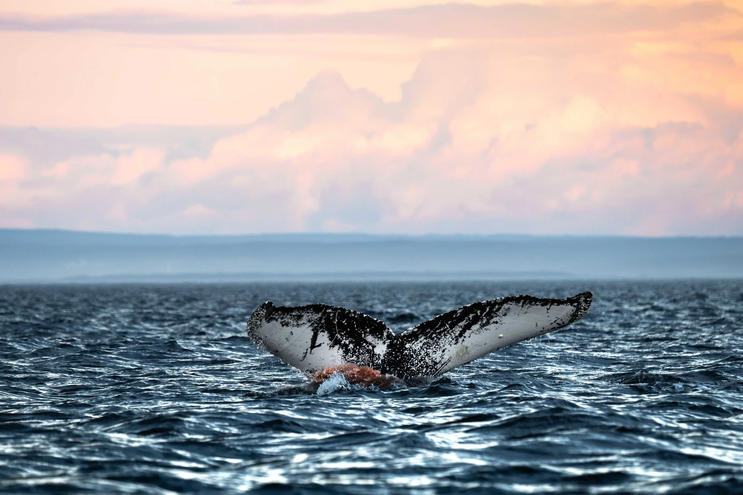 Louise baleine à bosse caca de baleine les escoumins