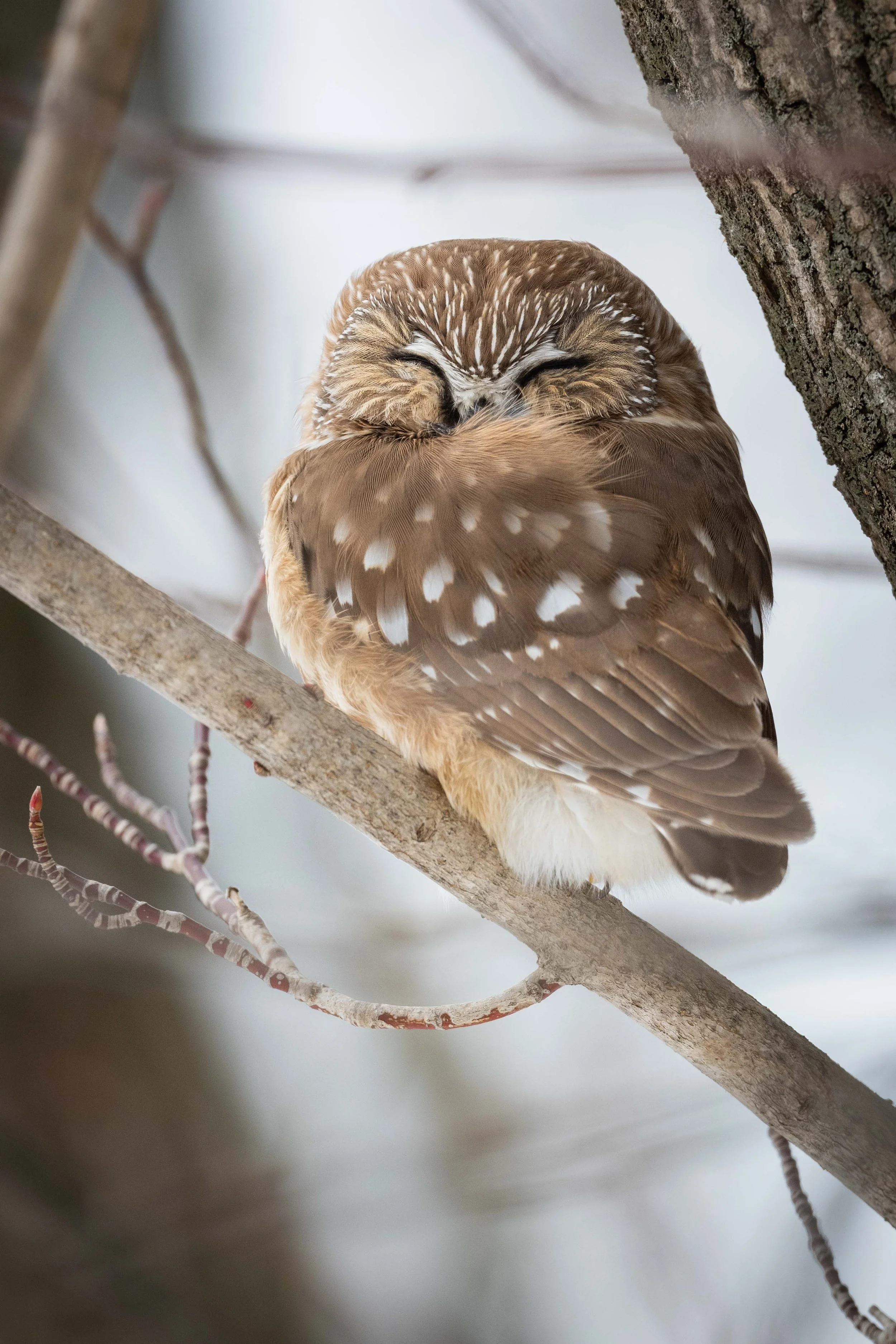 Petite nyctale saw-whet owl