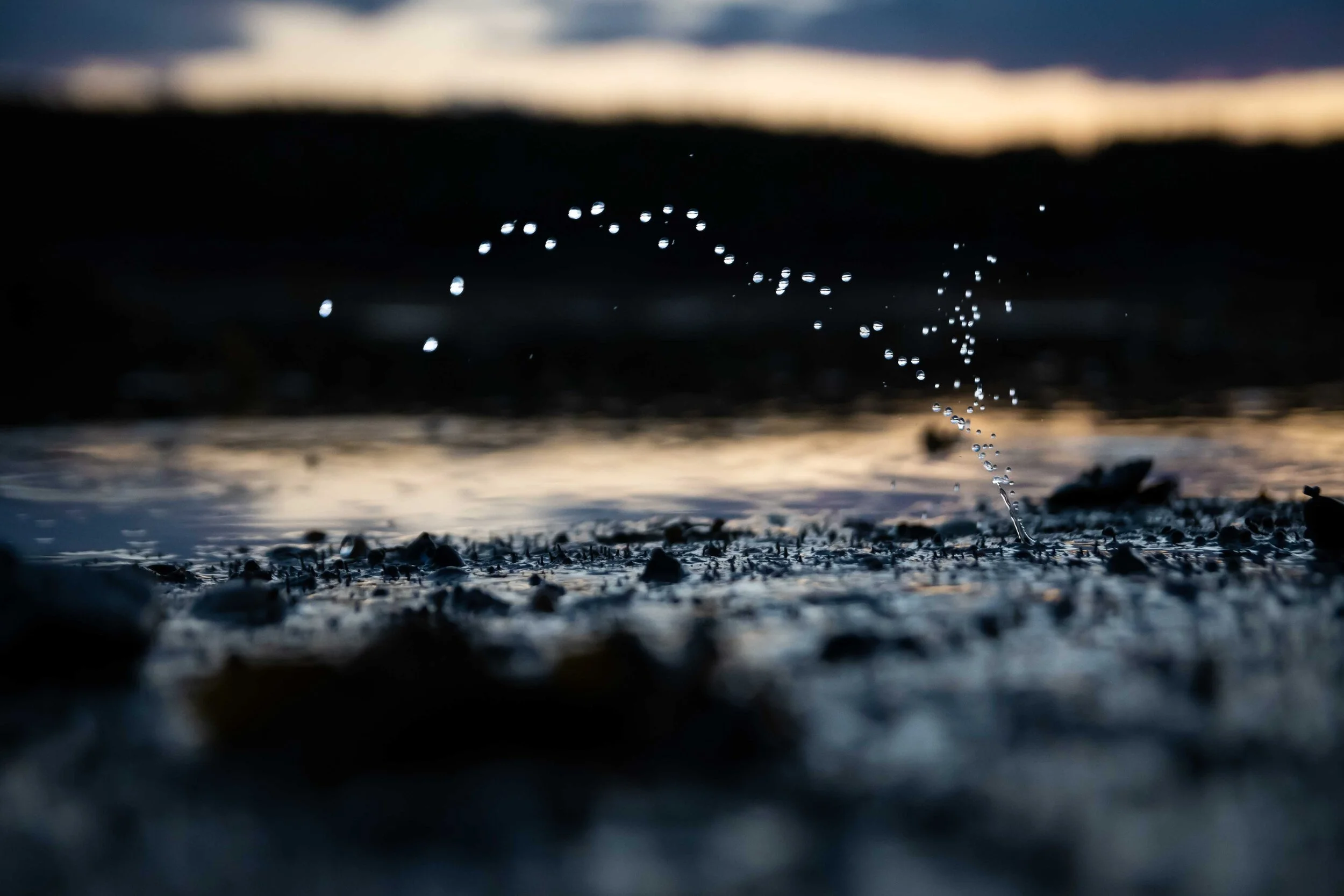 Mye commune - mollusque - bergeronnes - fleuve - syphon - filtreur