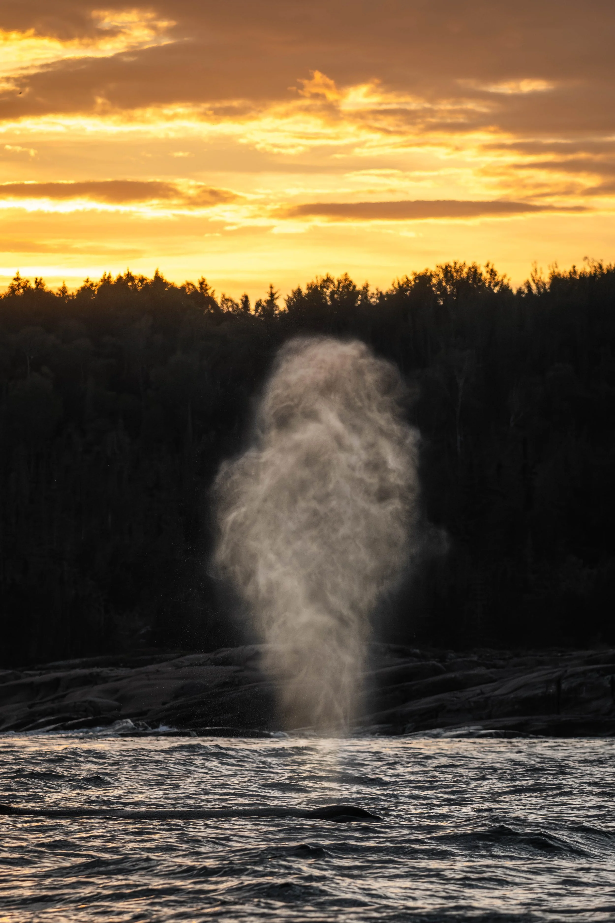 rorqual à bosse tadoussac québec