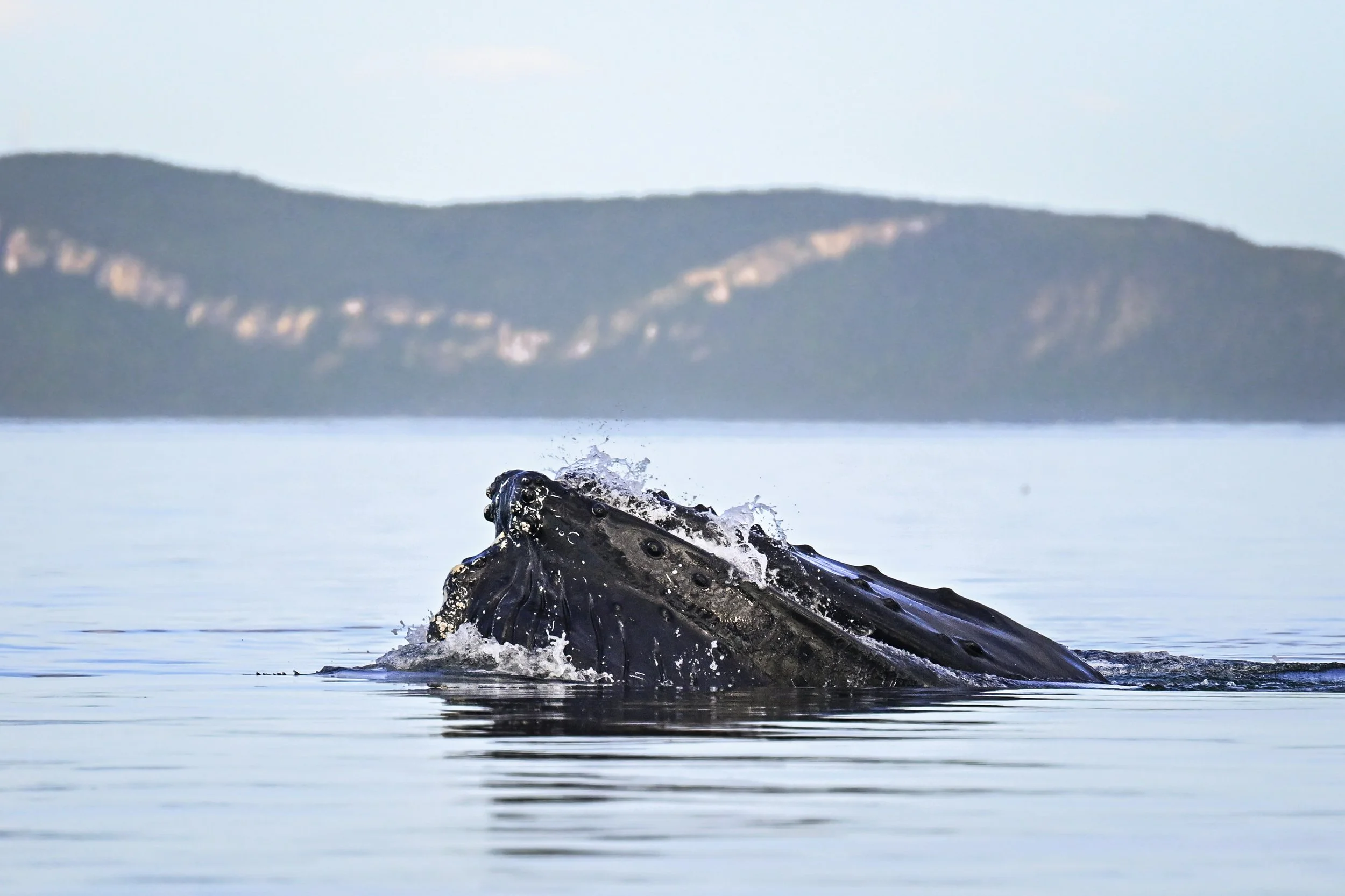 baleine à bosse rorqual tadoussac escoumins québec gaspar
