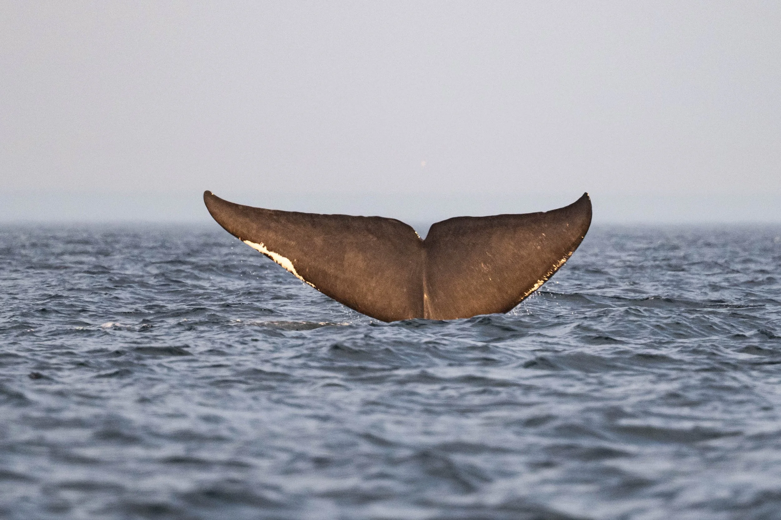 phoenix baleine bleue rorqual bleu tadoussac fleuve saint-laurent