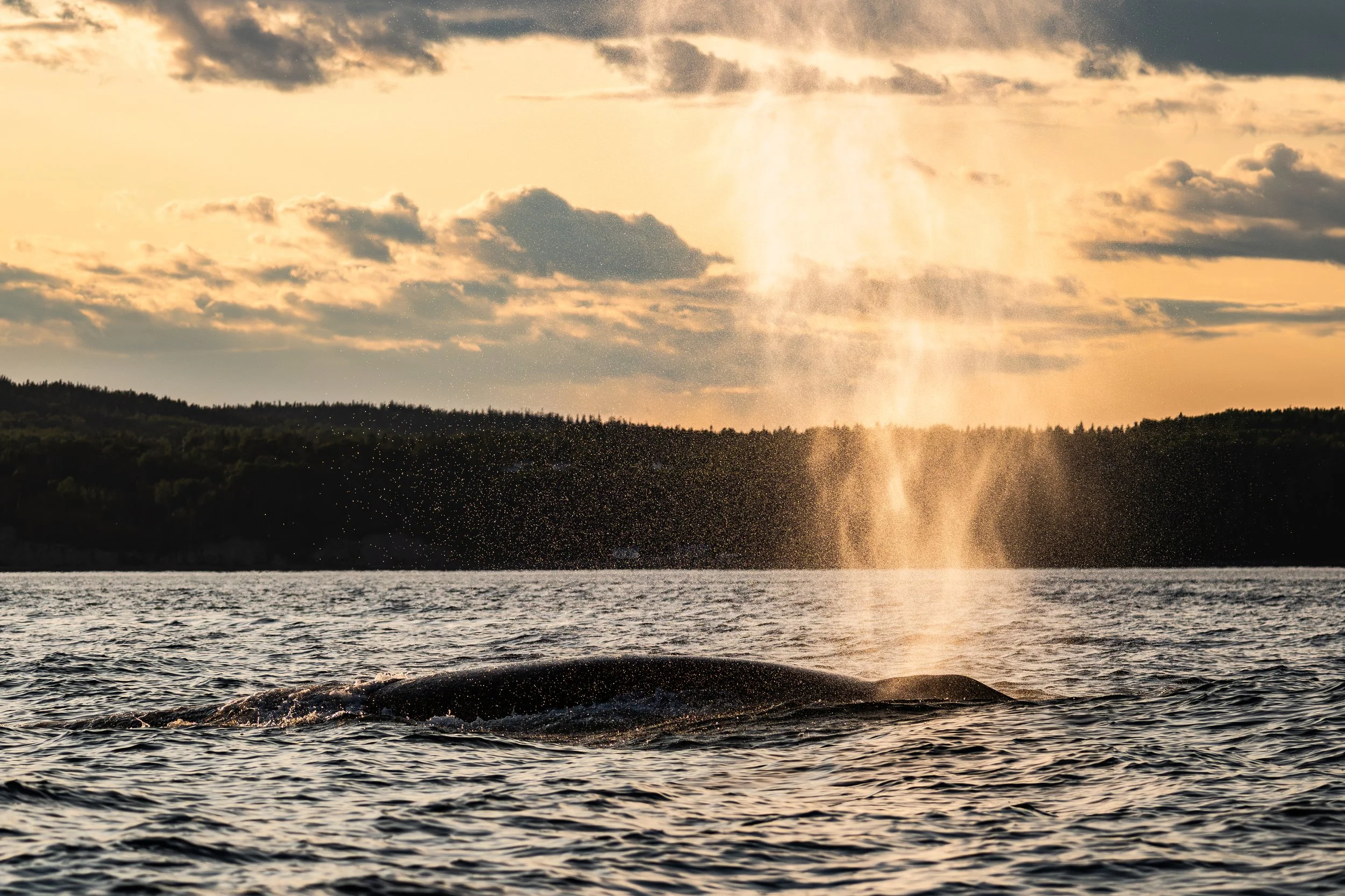 Atelier photo en mer avec les baleines aux Escoumins, près de Tadoussac!