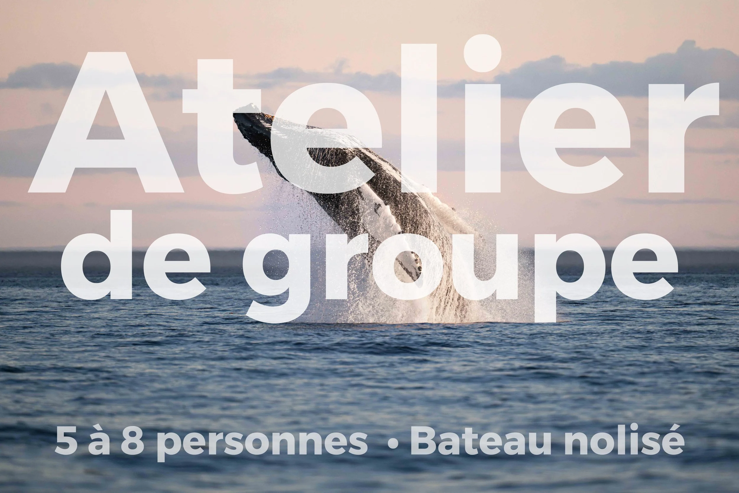 Atelier photo en mer de groupe avec les baleines du Saint-Laurent sur la Côte-Nord du Québec
