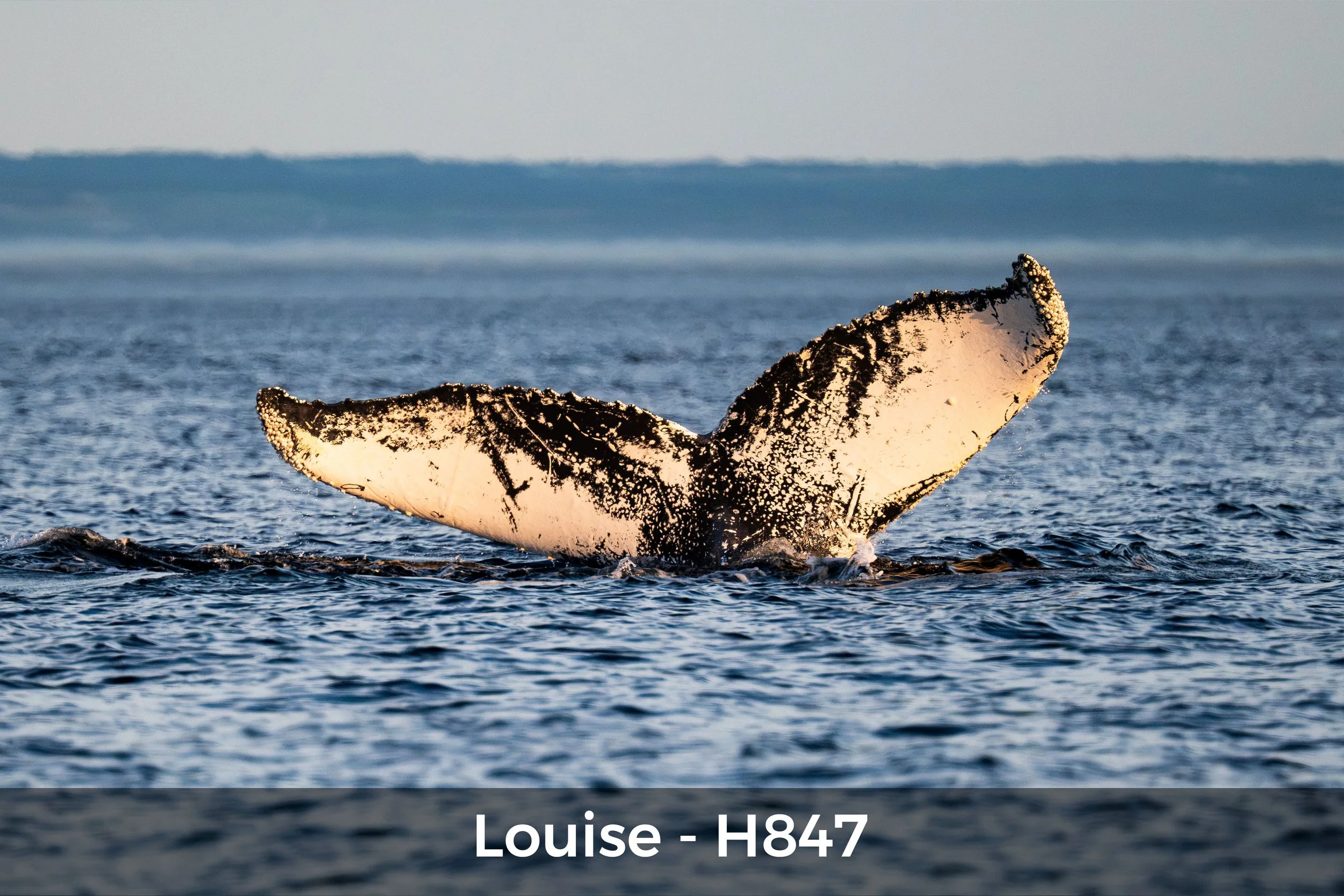 Louise_cataloguesite.jpg