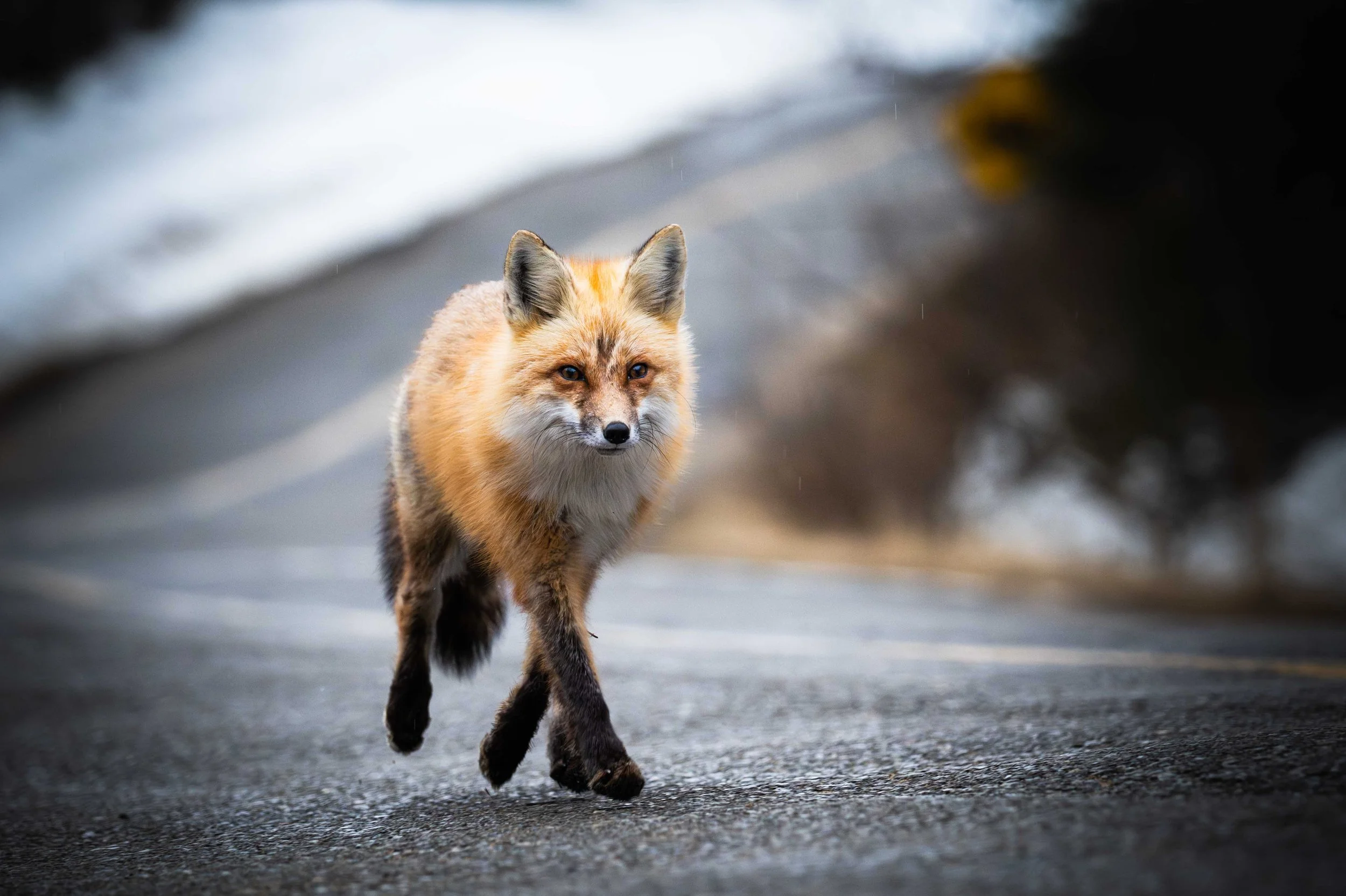 Renard roux marche sur une route au Quebec sur la cote-nord