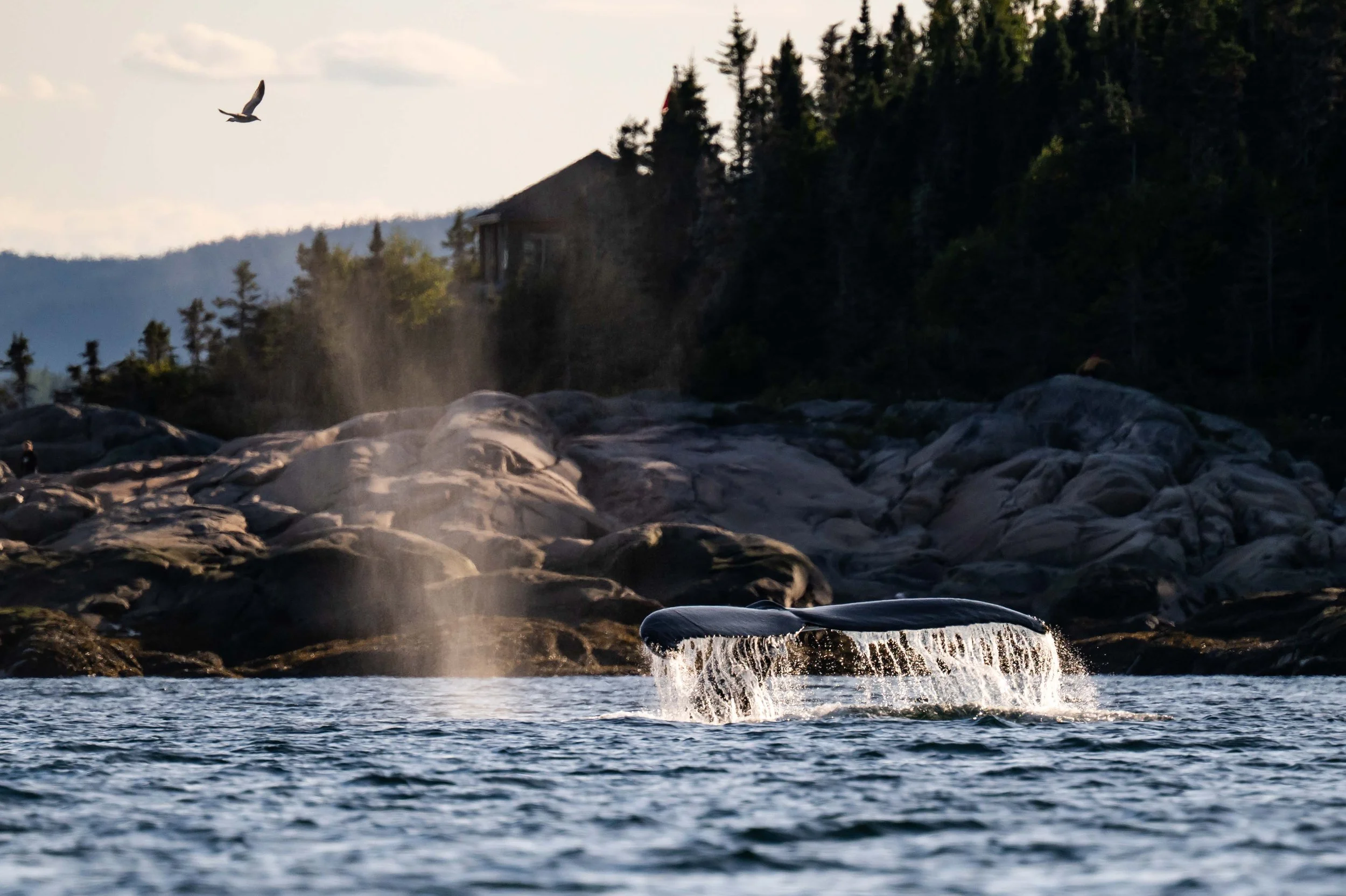 baleine a bosse plonge devant le cap-de-bon-désir a bergeronnes sur la cote-nord du quebec