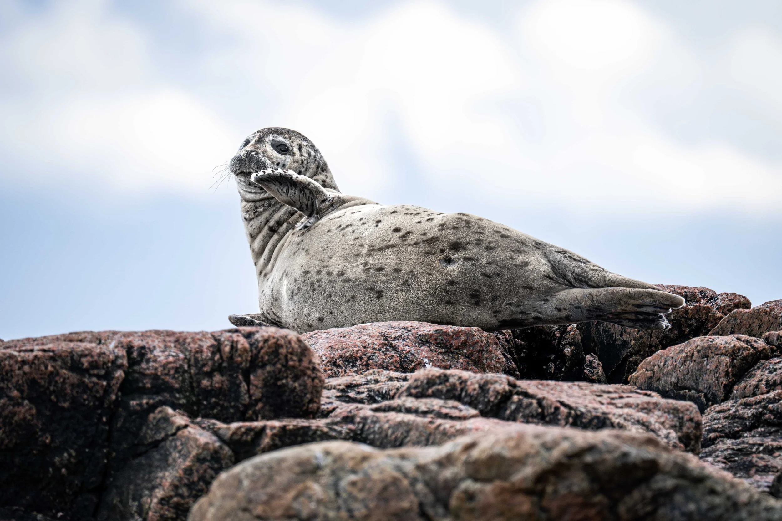 phoque commun québec saint-laurent escoumins tadoussac