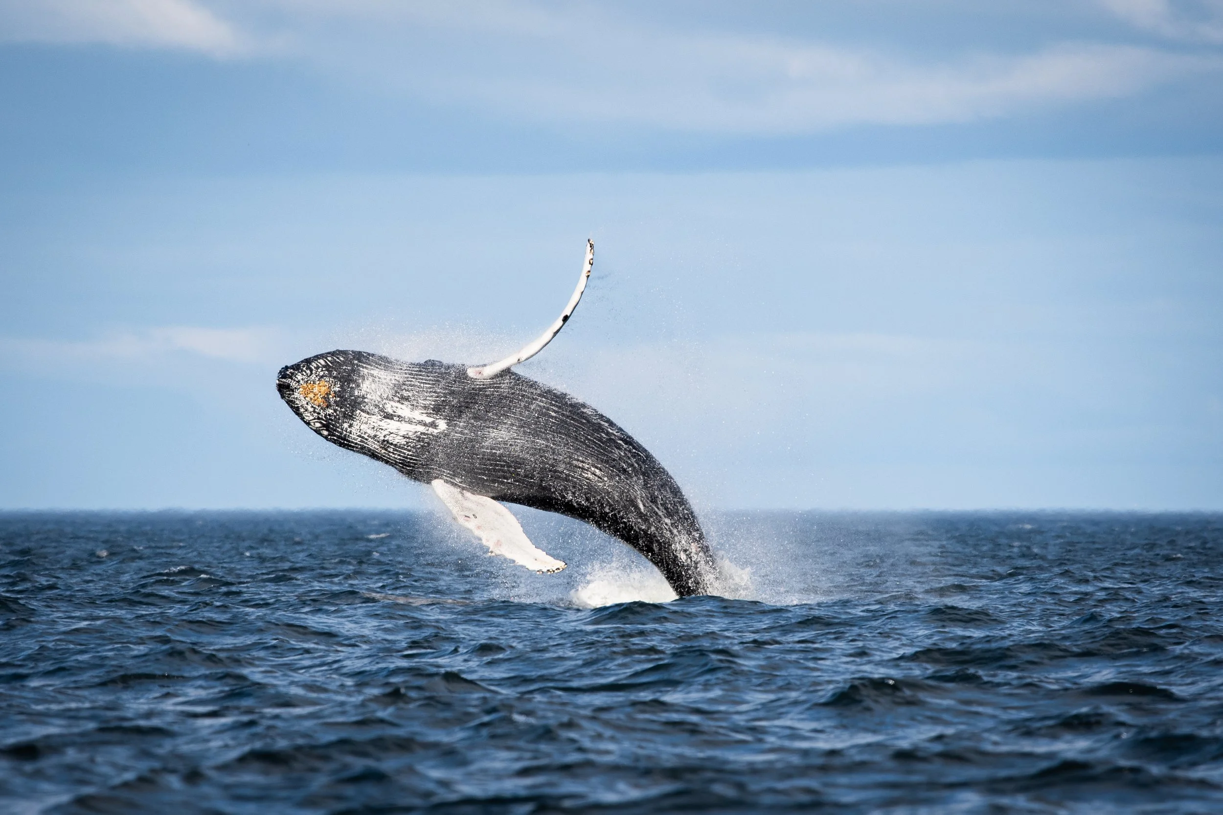 Une jeune baleine à bosse nommée H857 effectue un saut dans les airs au large des Escoumins, dans le fleuve Saint-Laurent