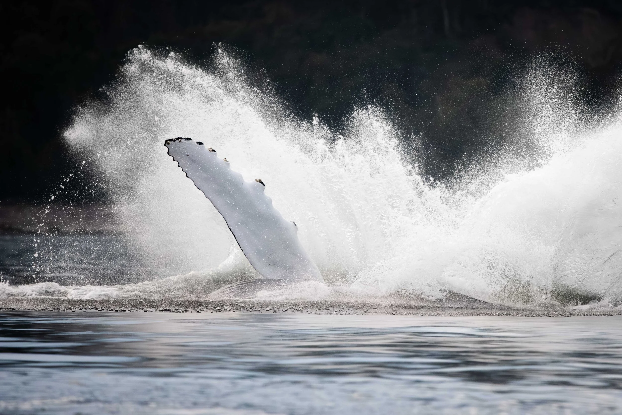 pectorales baleine à bosse queen