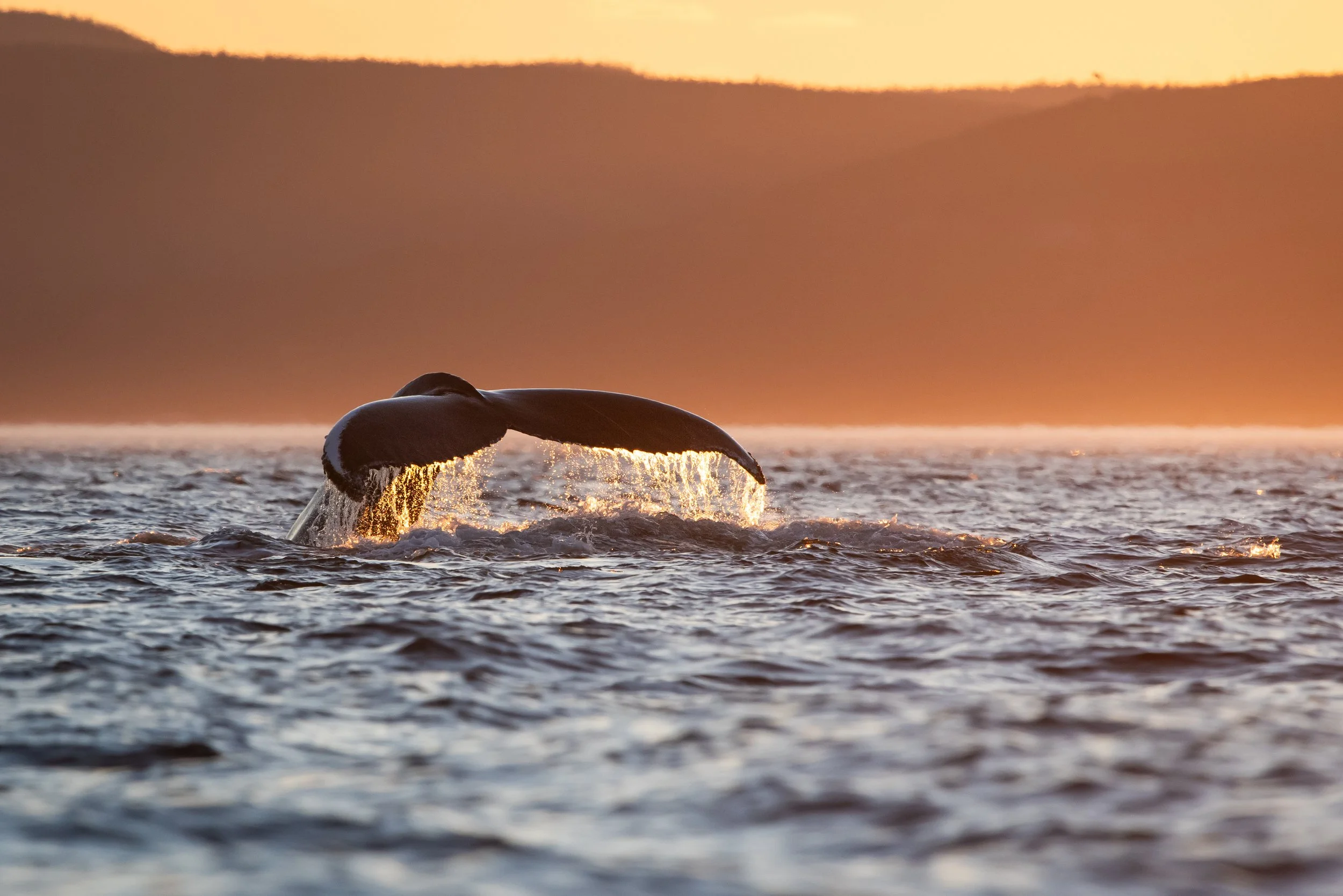 Queen la baleine à bosse plonge dans les derniers rayons de soleil dans l'estuaire du Saint-Laurent, au Québec