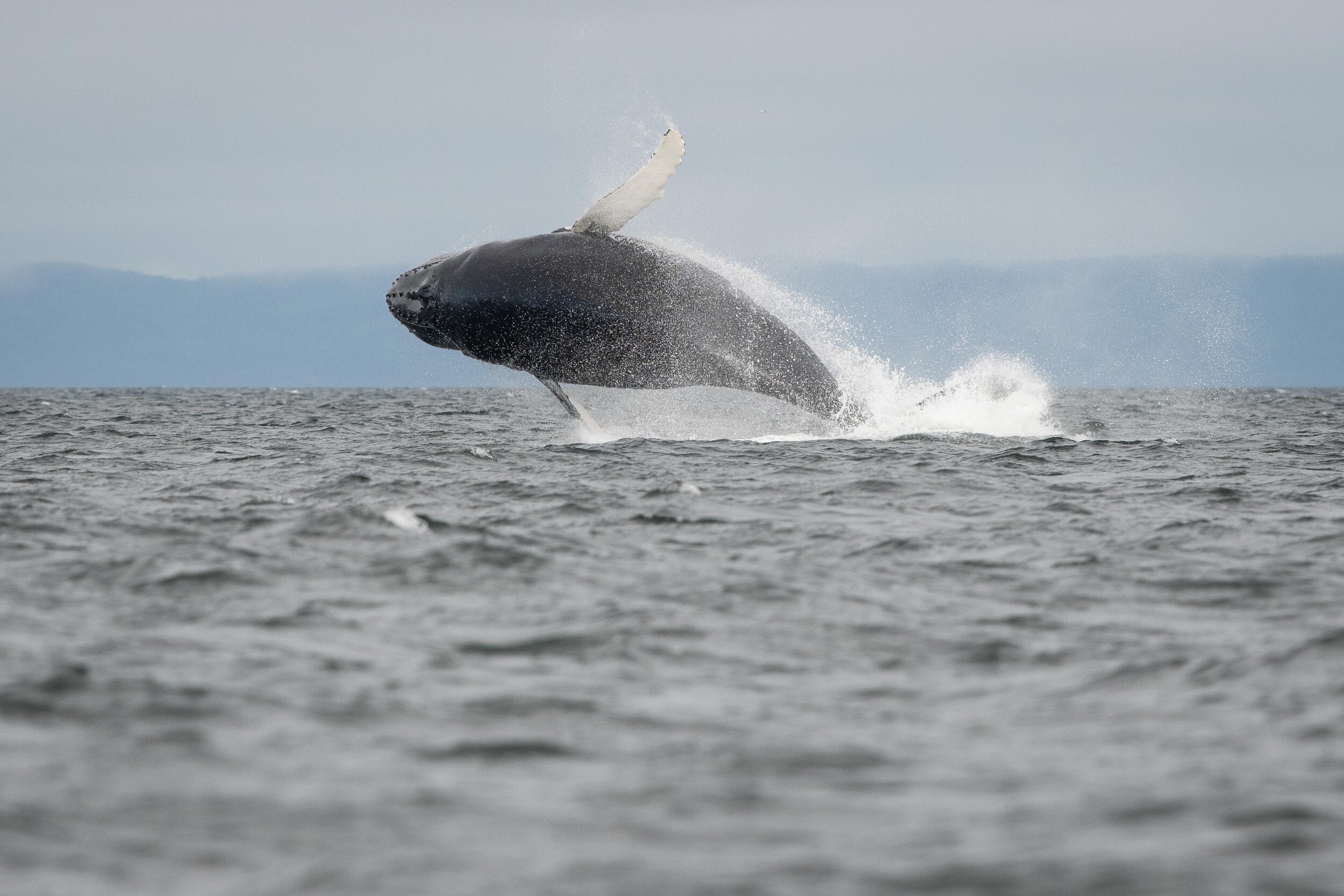 saut de baleine à bosse tadoussac saint-laurent breach humpback québec canada croisière 