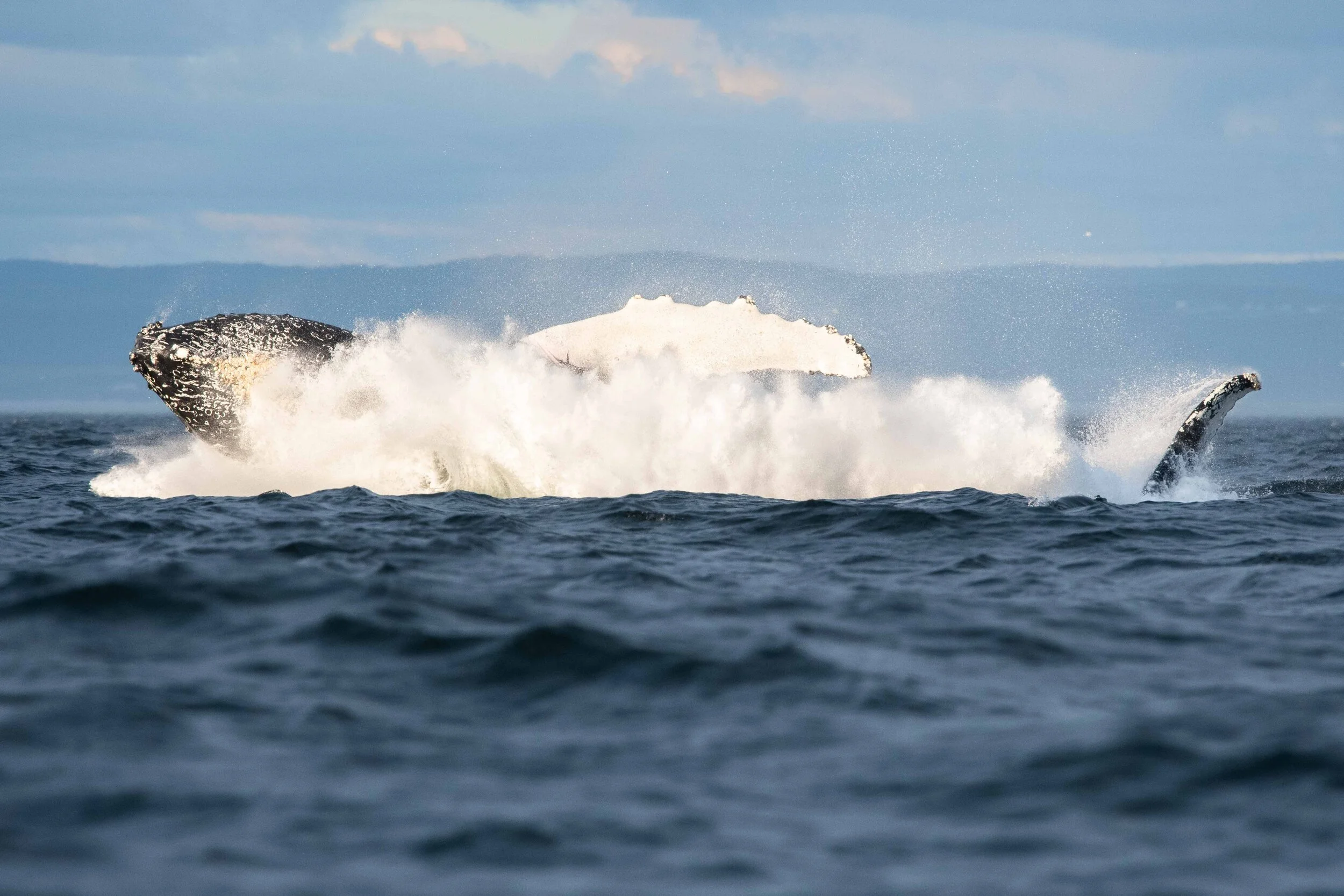 saut de baleine à bosse tadoussac saint-laurent breach humpback québec canada croisière 