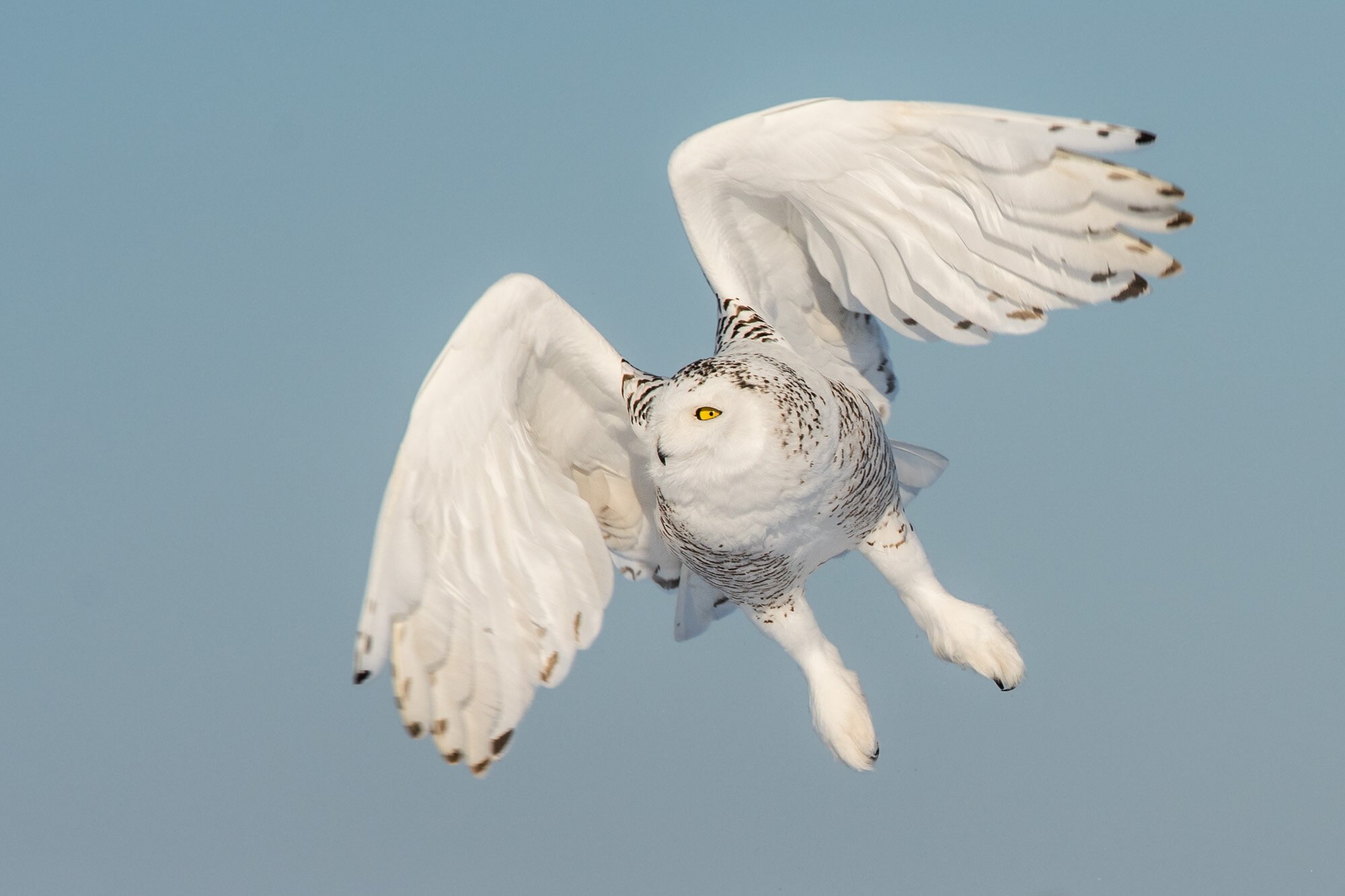 Harfang des neiges Bubo scandiacus snowy owl