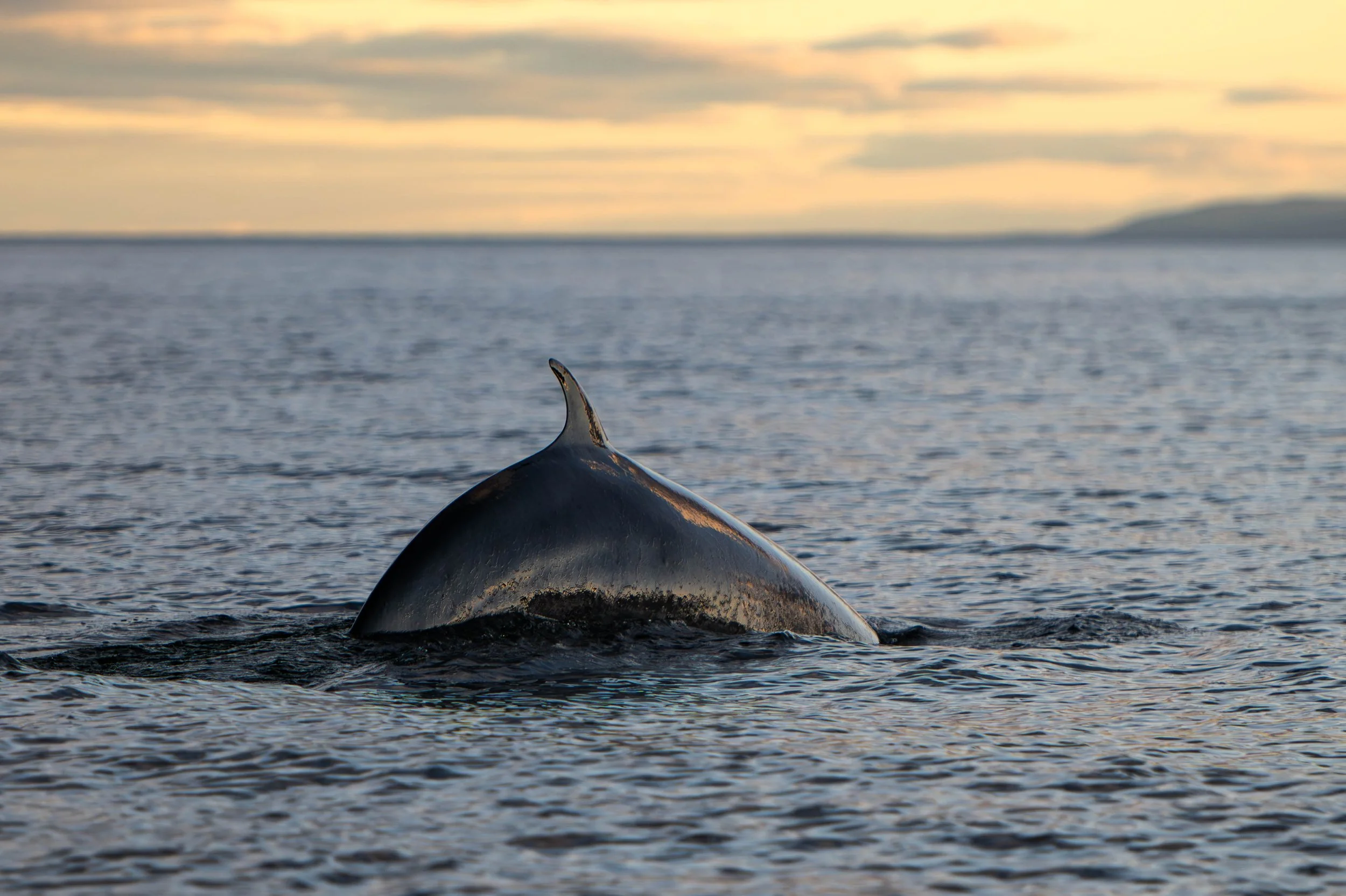Petit rorqual effectue une plongée au coucher du soleil dans le saint-laurent