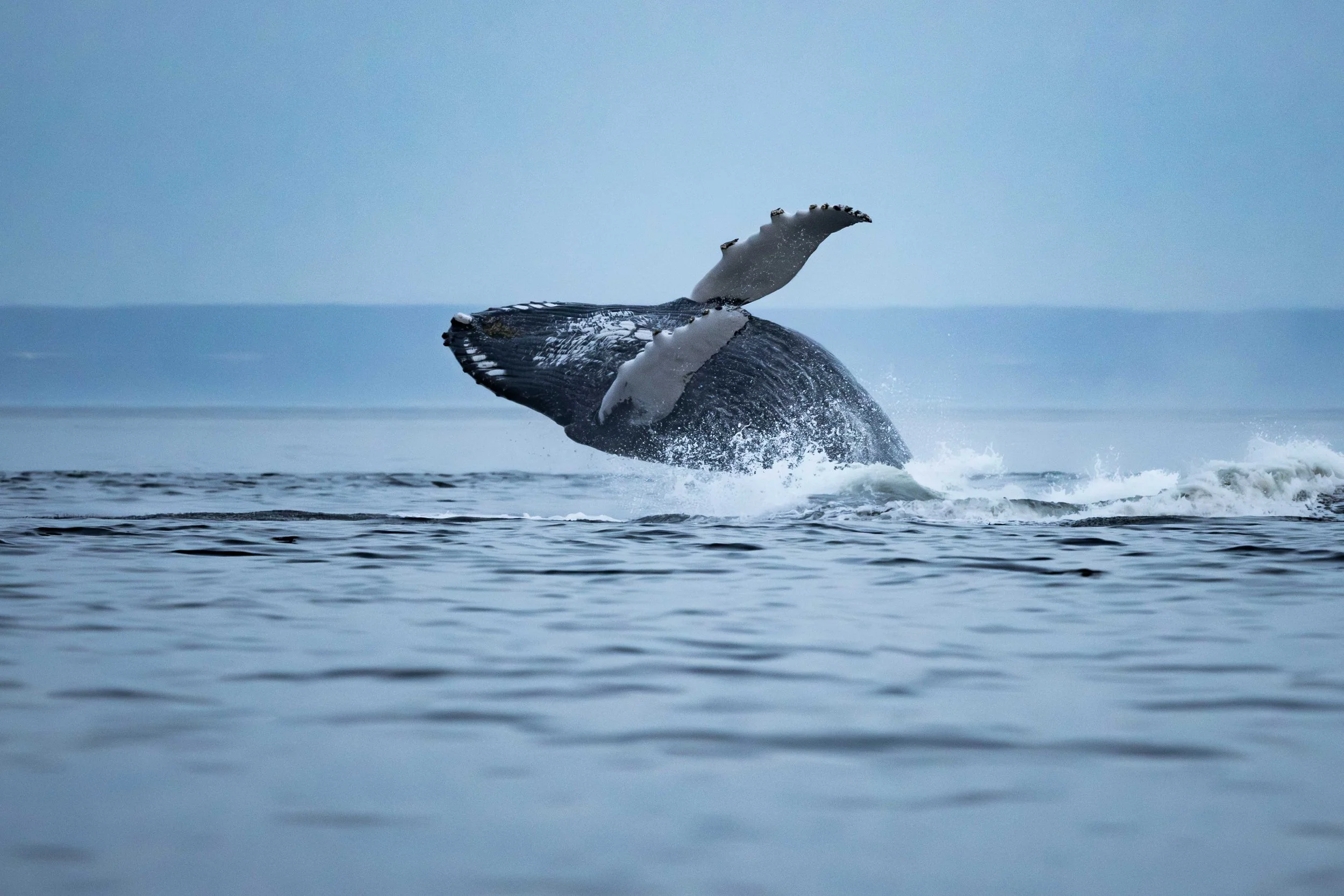 baleine à bosse breach nuit saut