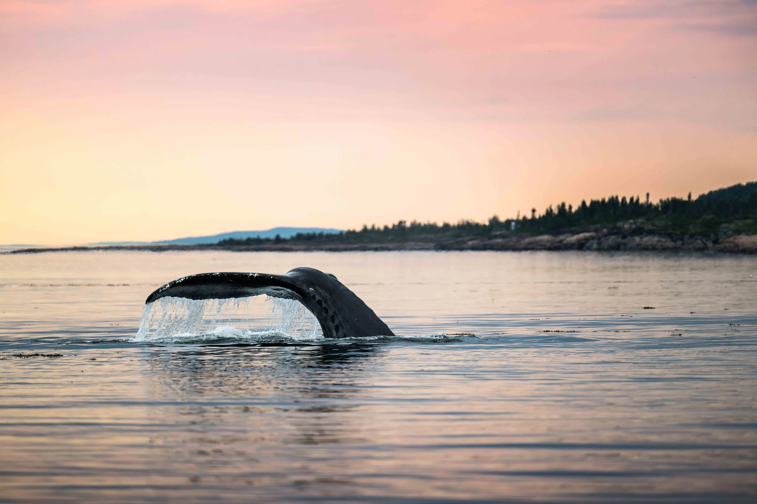 _DSC9881-Avec accentuation-Bruit.jpg