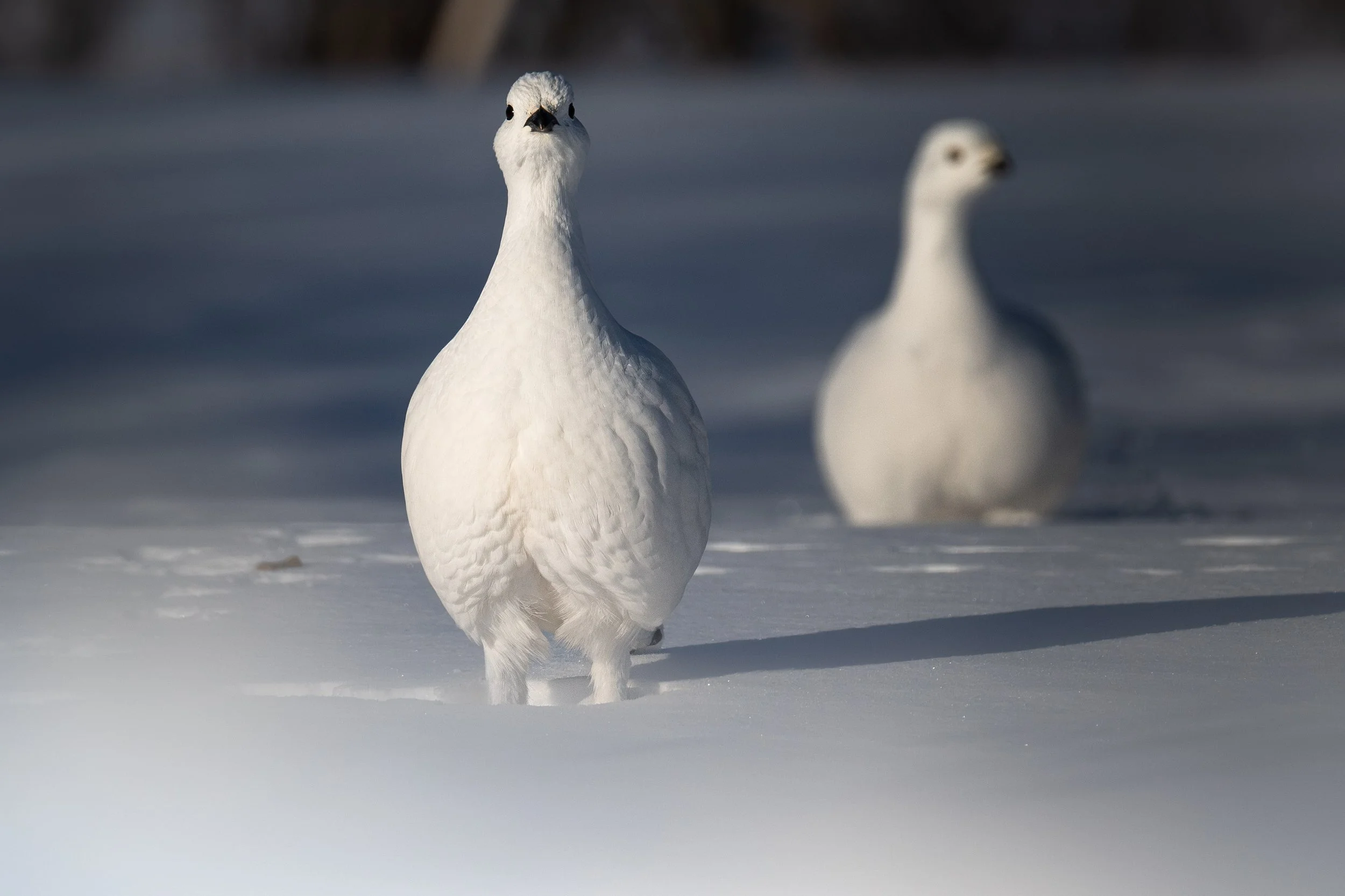 couple de lagopède des saules dans la neige l'hiver sur la côte-nord du Québec